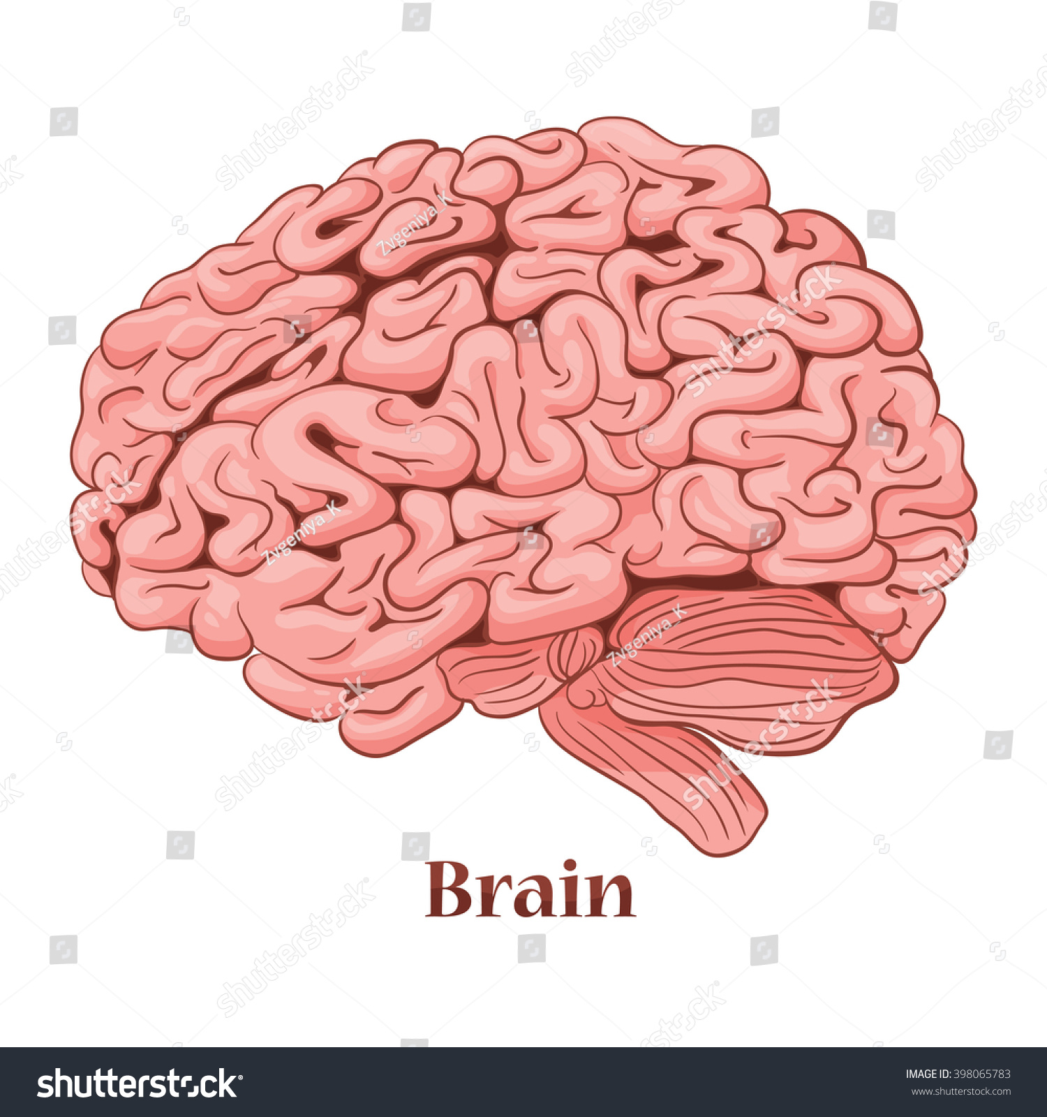 Cartoon Brain Isolated On White Background Stock Vector 398065783 ...