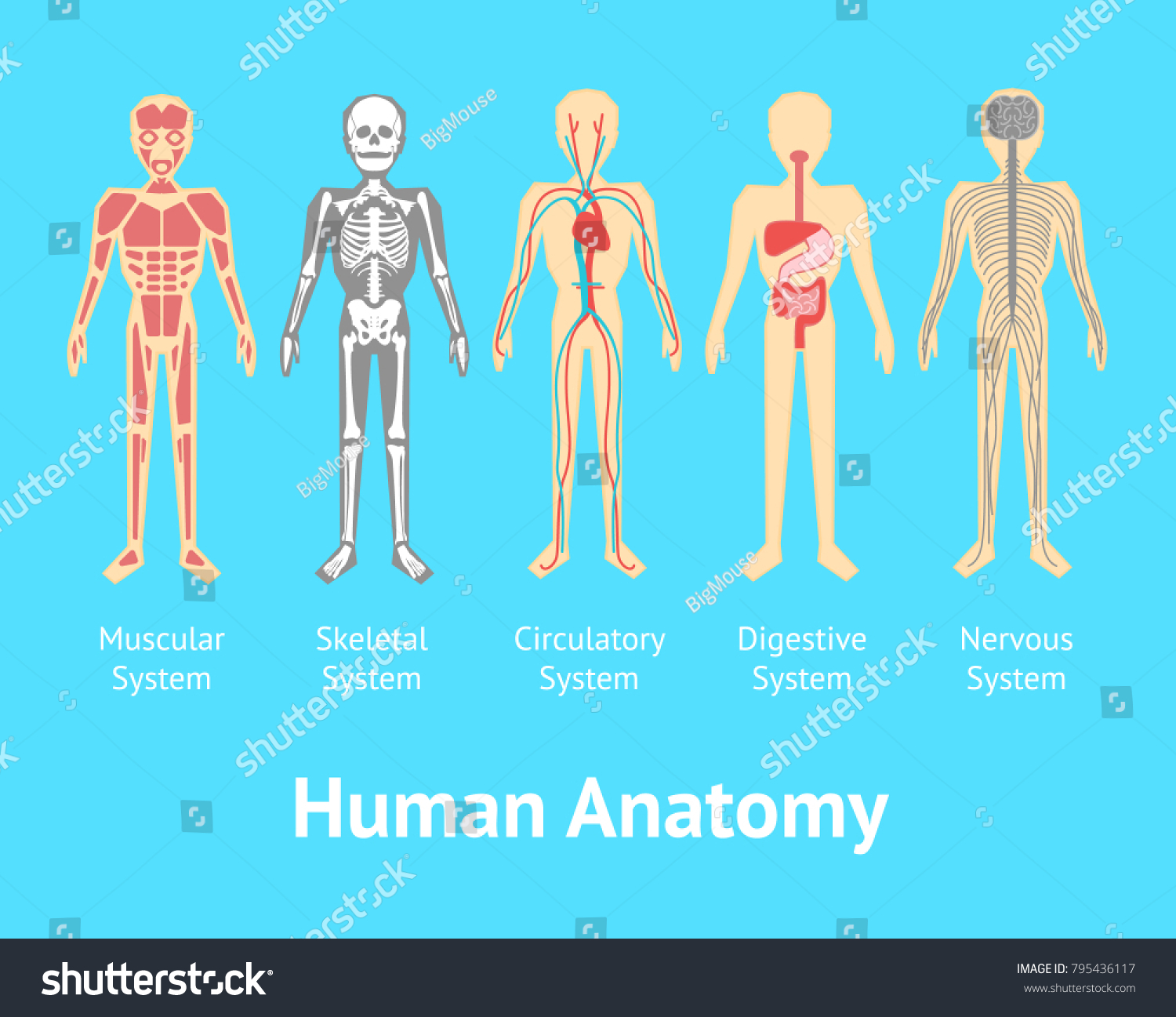 Cartoon Color Human Anatomical System Card Stock Vector Royalty Free