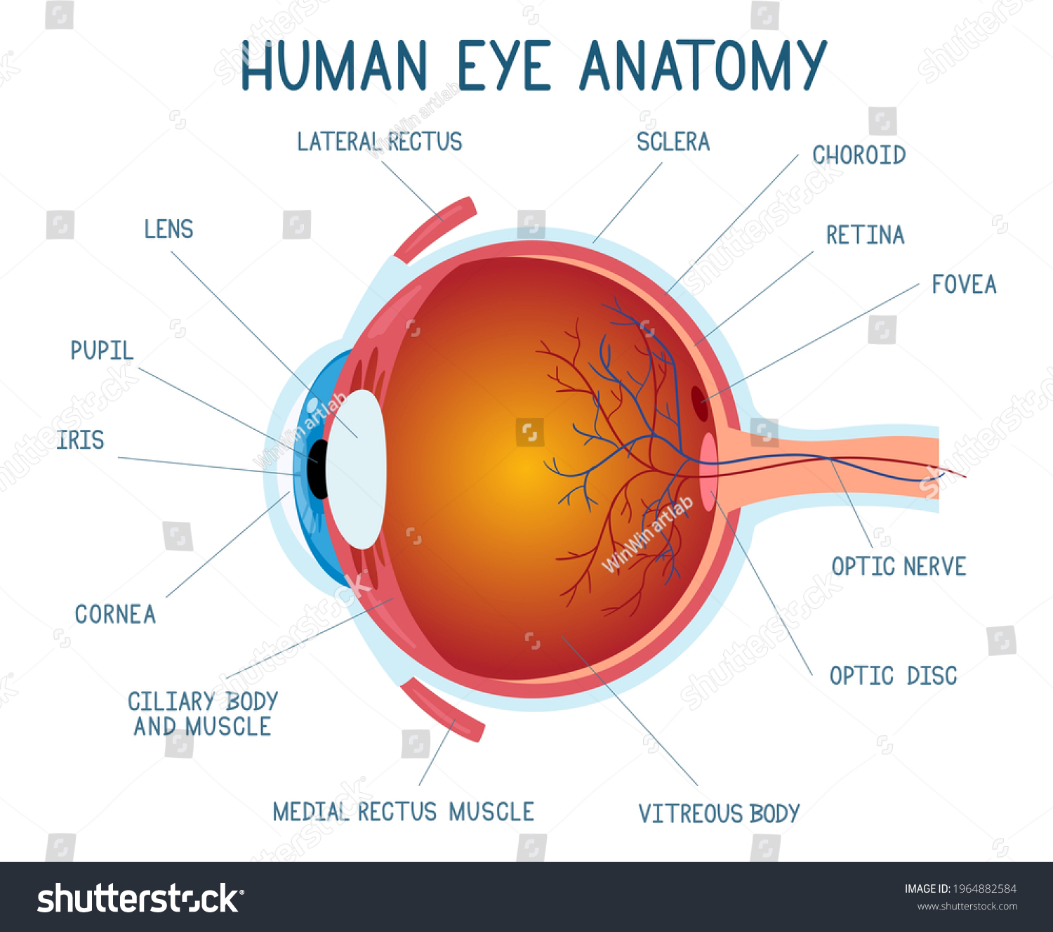 Cartoon Eye Anatomy Scheme Human Eye Stock Vector (Royalty Free ...