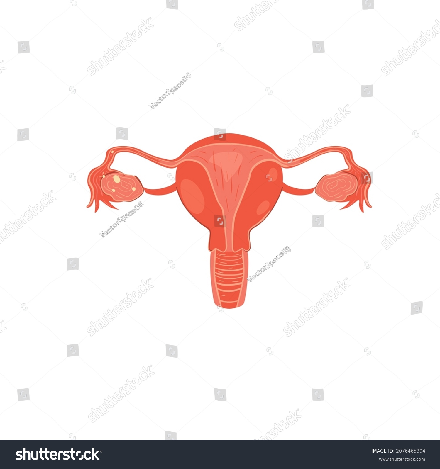 Cartoon Flat Female Reproductive System Isolated Stock Vector Royalty