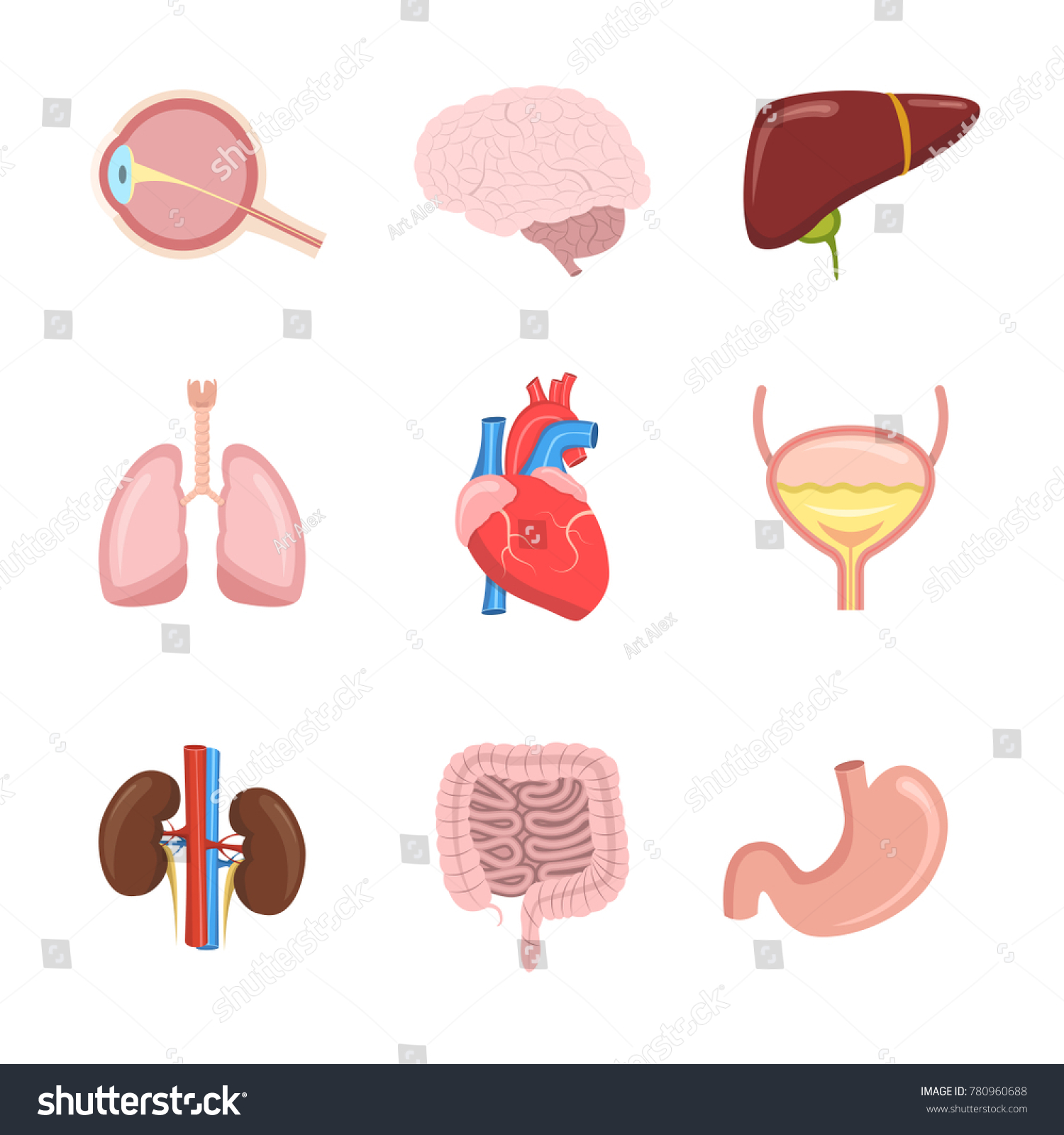 Cartoon Human Internal Organs Set Heart Stock Vector Royalty Free