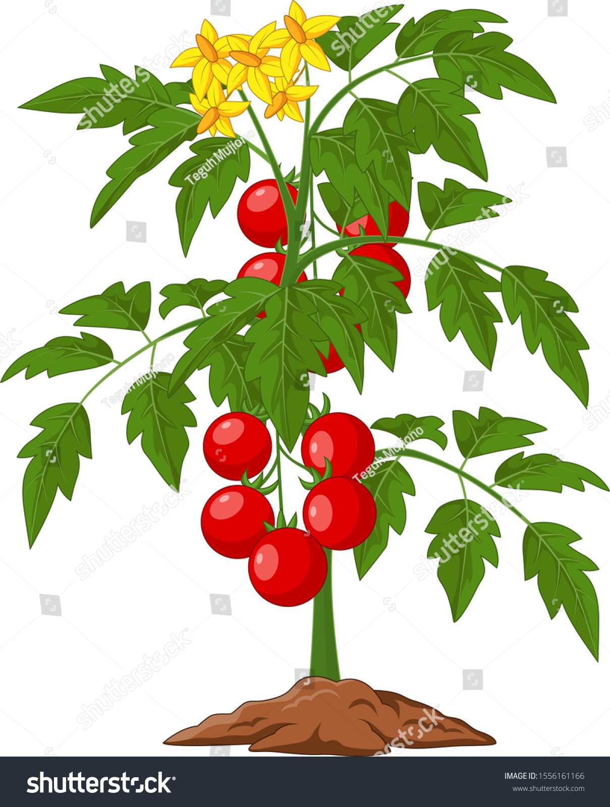 Cartoon Tomato Plant Isolated On White Stock Vector (Royalty Free ...