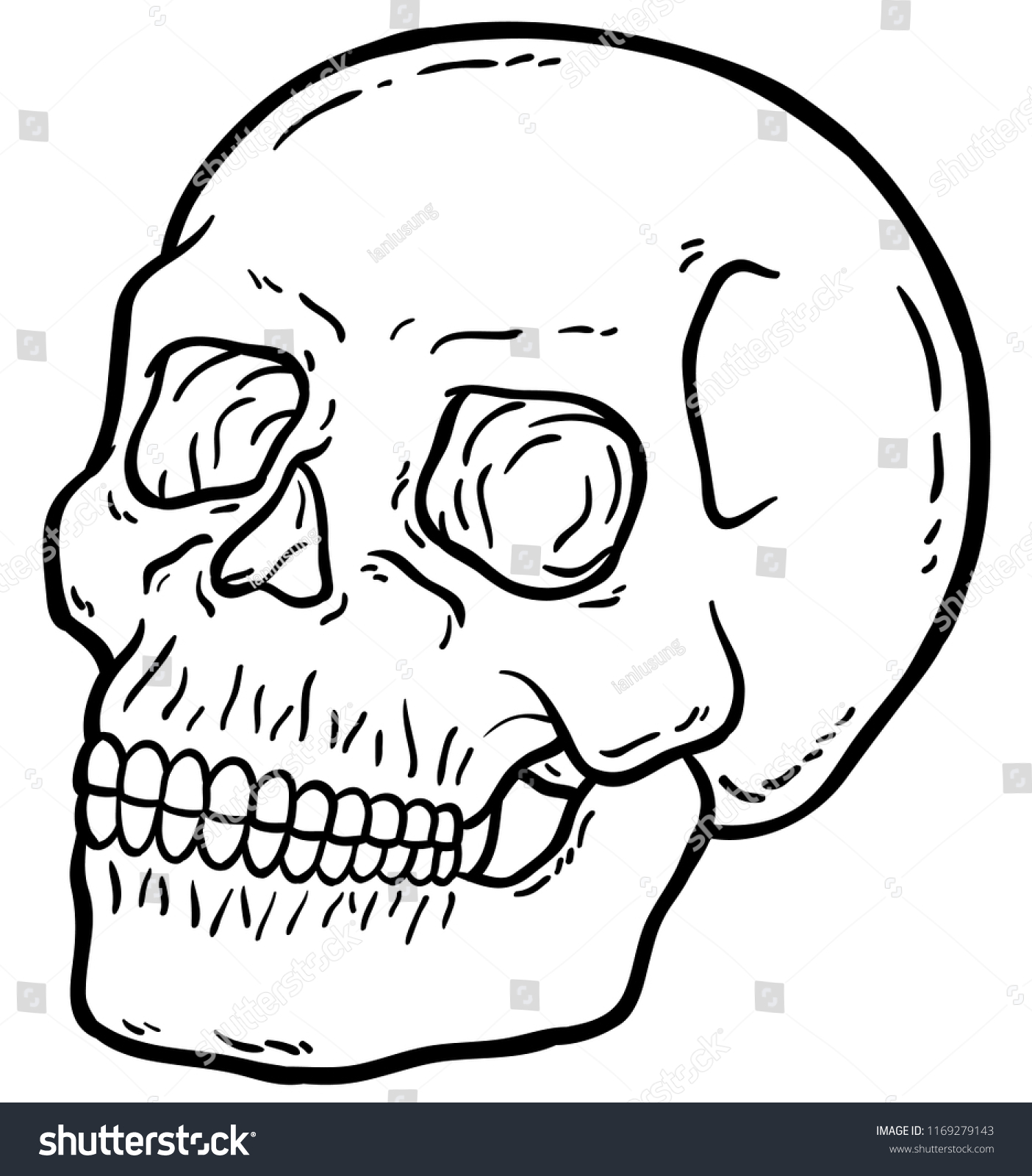 human skull line drawing