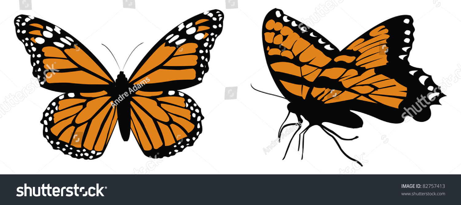 Cartoon Vector Illustration Of Monarch Butterfly - 82757413 : Shutterstock