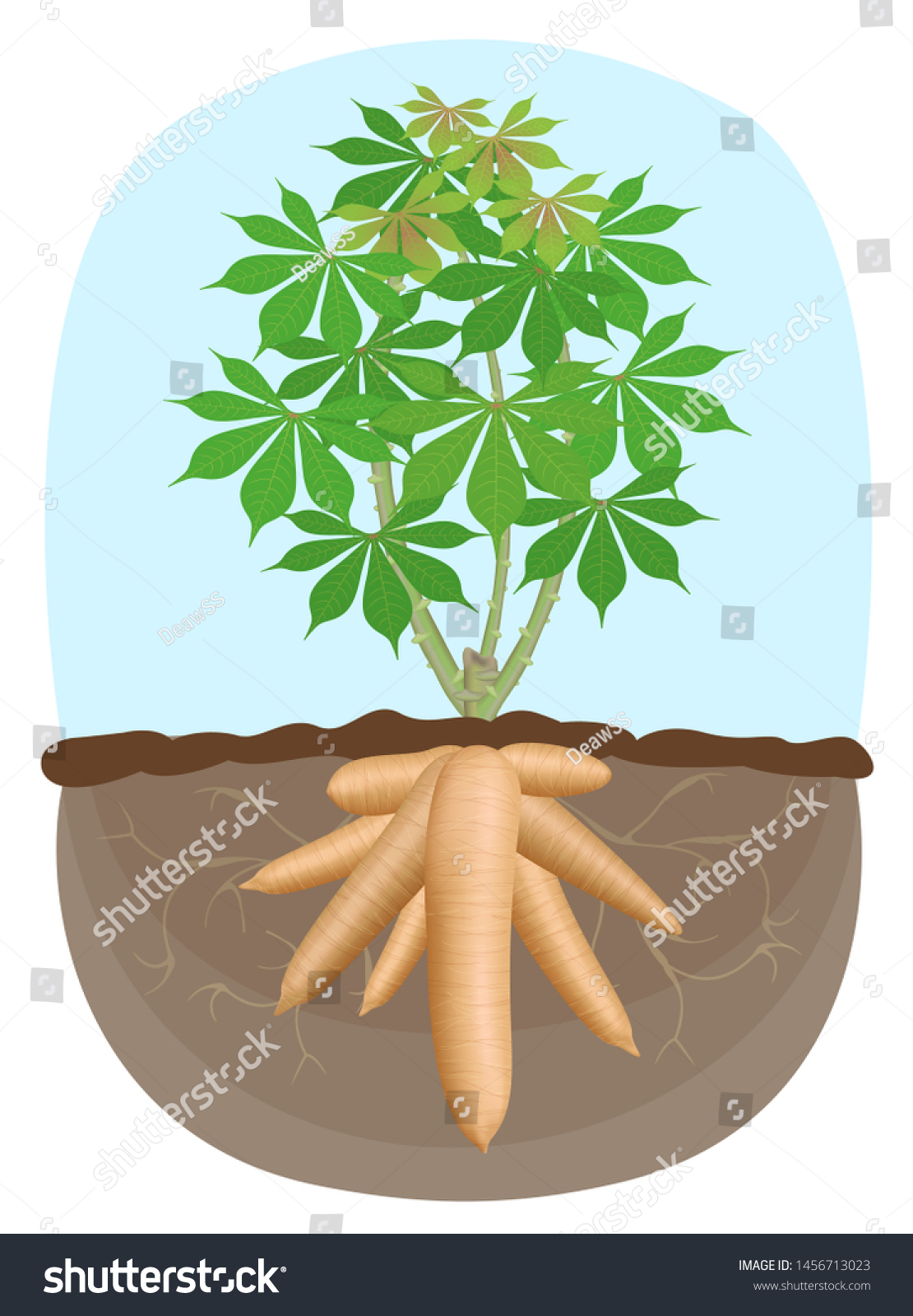 売り切れ必至！ キャッサバ芋の苗１００本，Mandioca，Yucca 幅広type