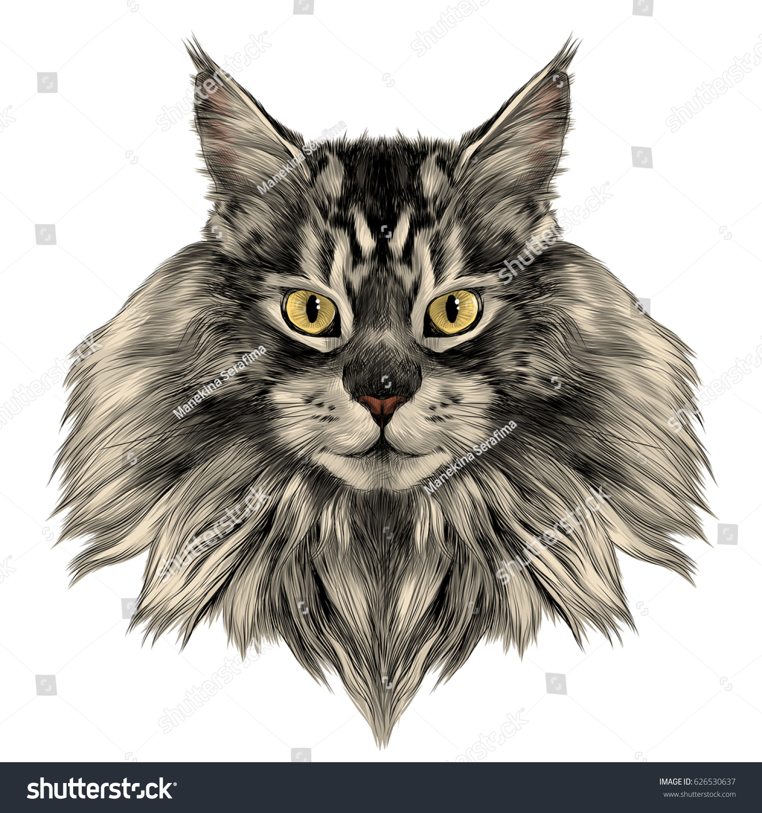 Cat Breed Maine Coon Face Sketch เวกเตอร์สต็อก (ปลอดค่าลิขสิทธิ์