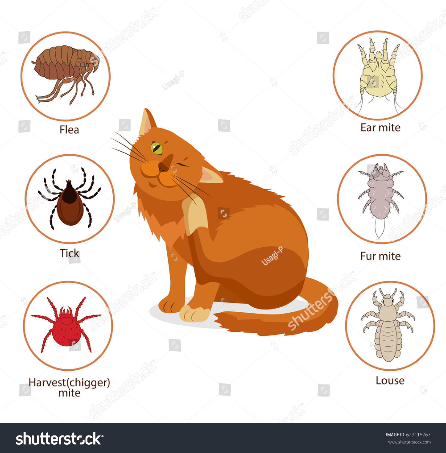 harvest mites cats natural remedies