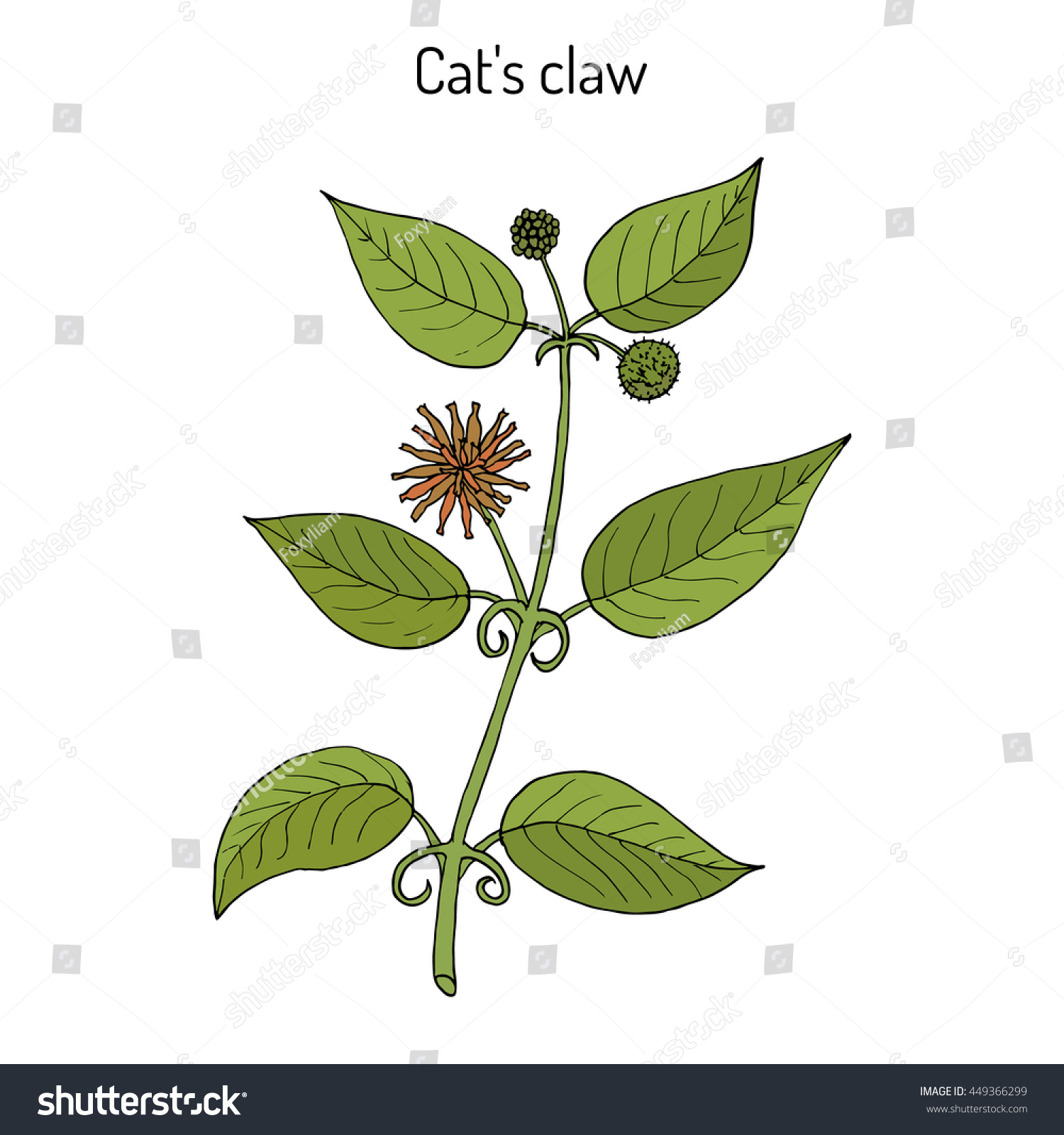 Cats Claw Herbal Cure