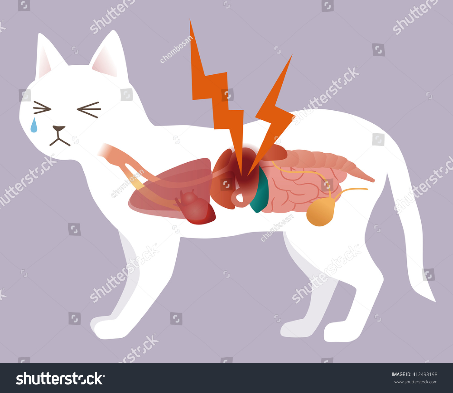 Cats Organ Stomachache Vector Illustration Stock Vector Royalty Free 412498198