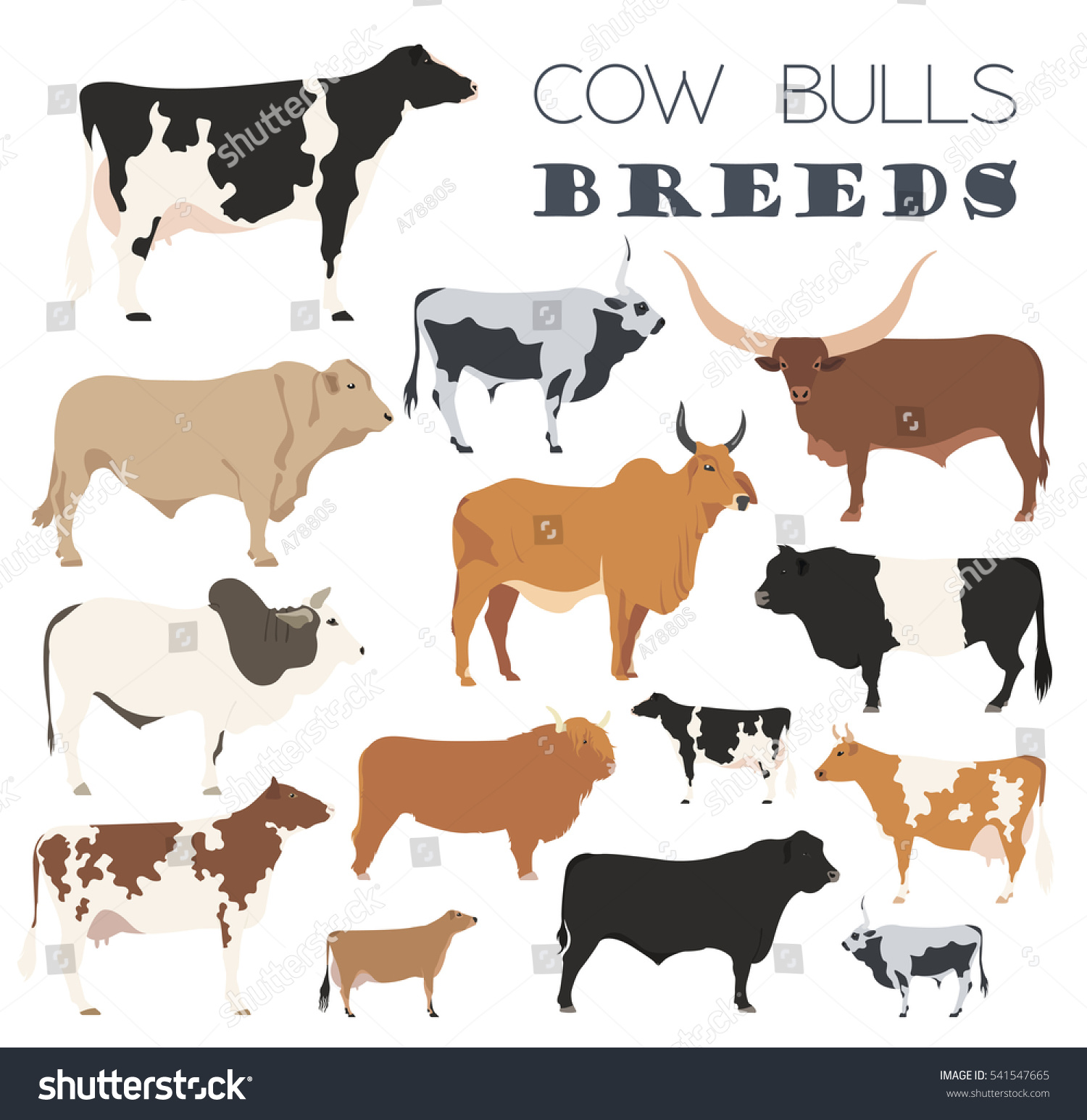 Cattle Breeding Farming Cow Bulls Breed Stock Vector 541547665 ...