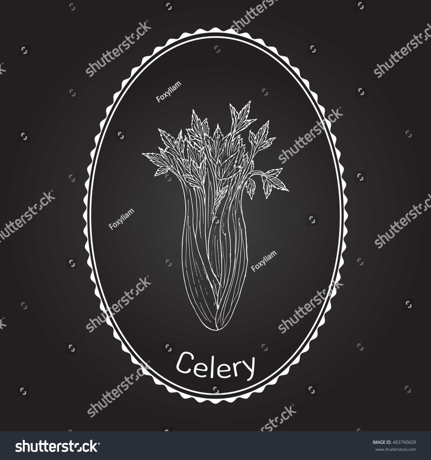 Celery (Apium Graveolens), Vegetable Plant. Hand Drawn Botanical Vector ...