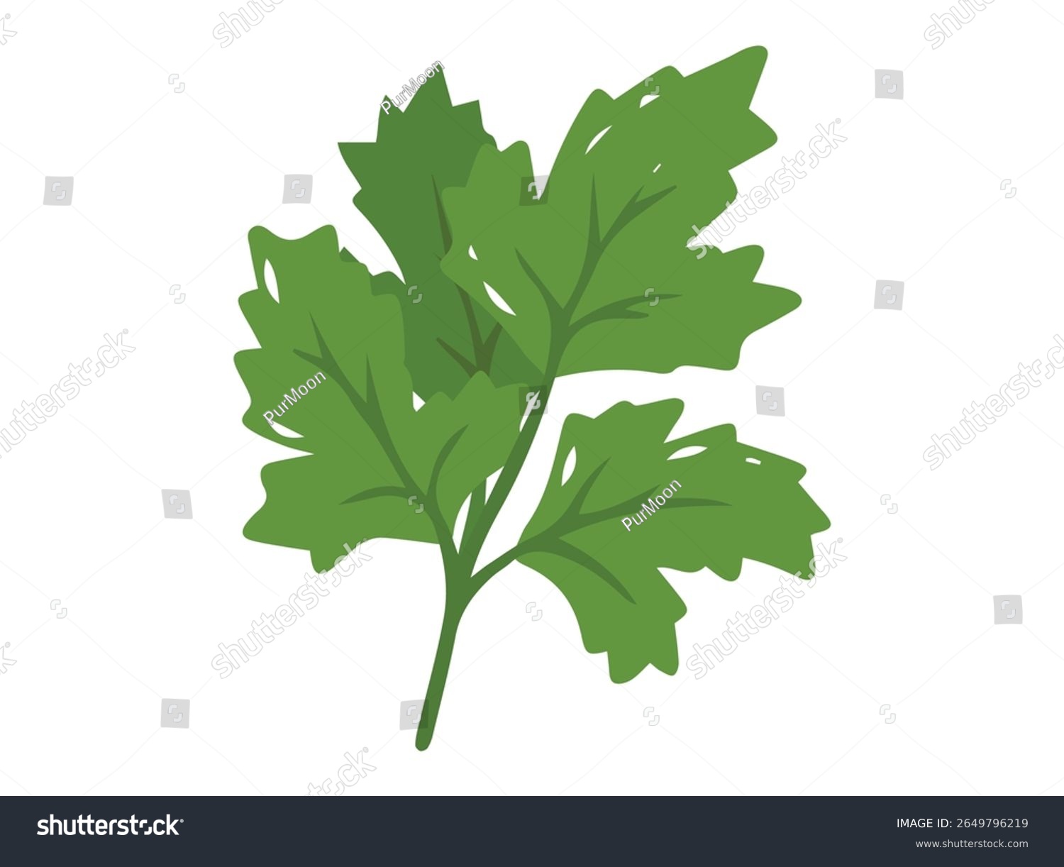 green parsley leaf on white background clip art preview