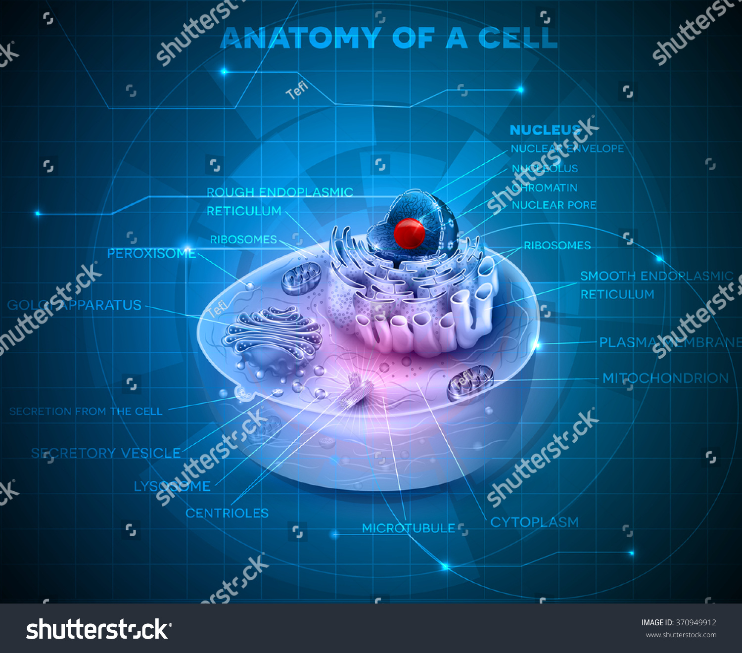 cell-anatomy-cross-section-on-abstract-stock-vector-royalty-free-370949912