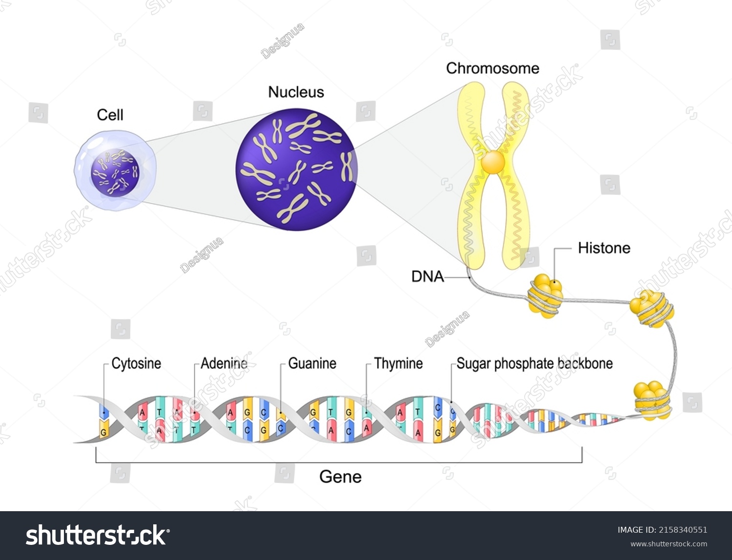 Cell Anatomy Nucleus Chromosomes Closeup Dna Stock Vector (Royalty Free ...