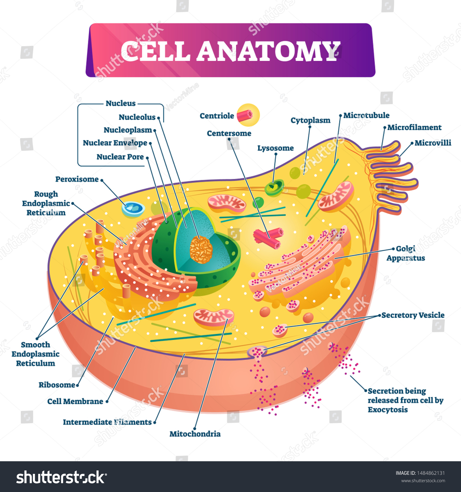 Vektor Stok Animal Cell Anatomy Structure Vector Illu - vrogue.co