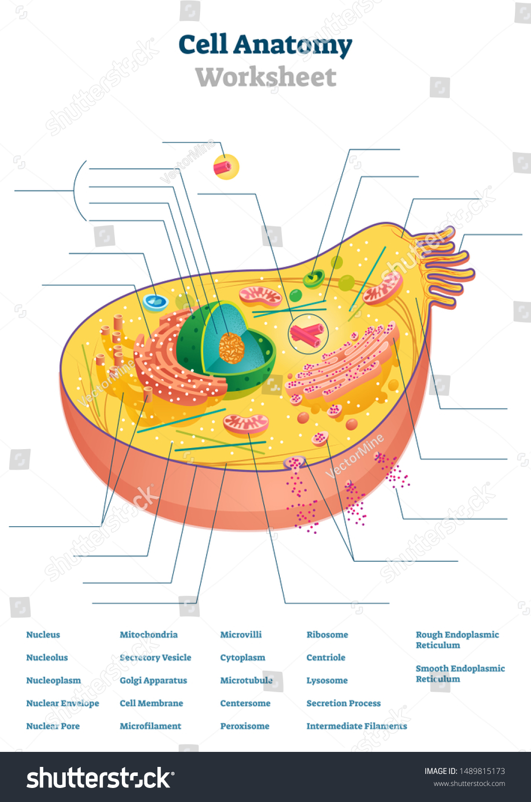 Cell Anatomy Worksheet Vector Illustration Educational Stock Vector Royalty Free 1489815173