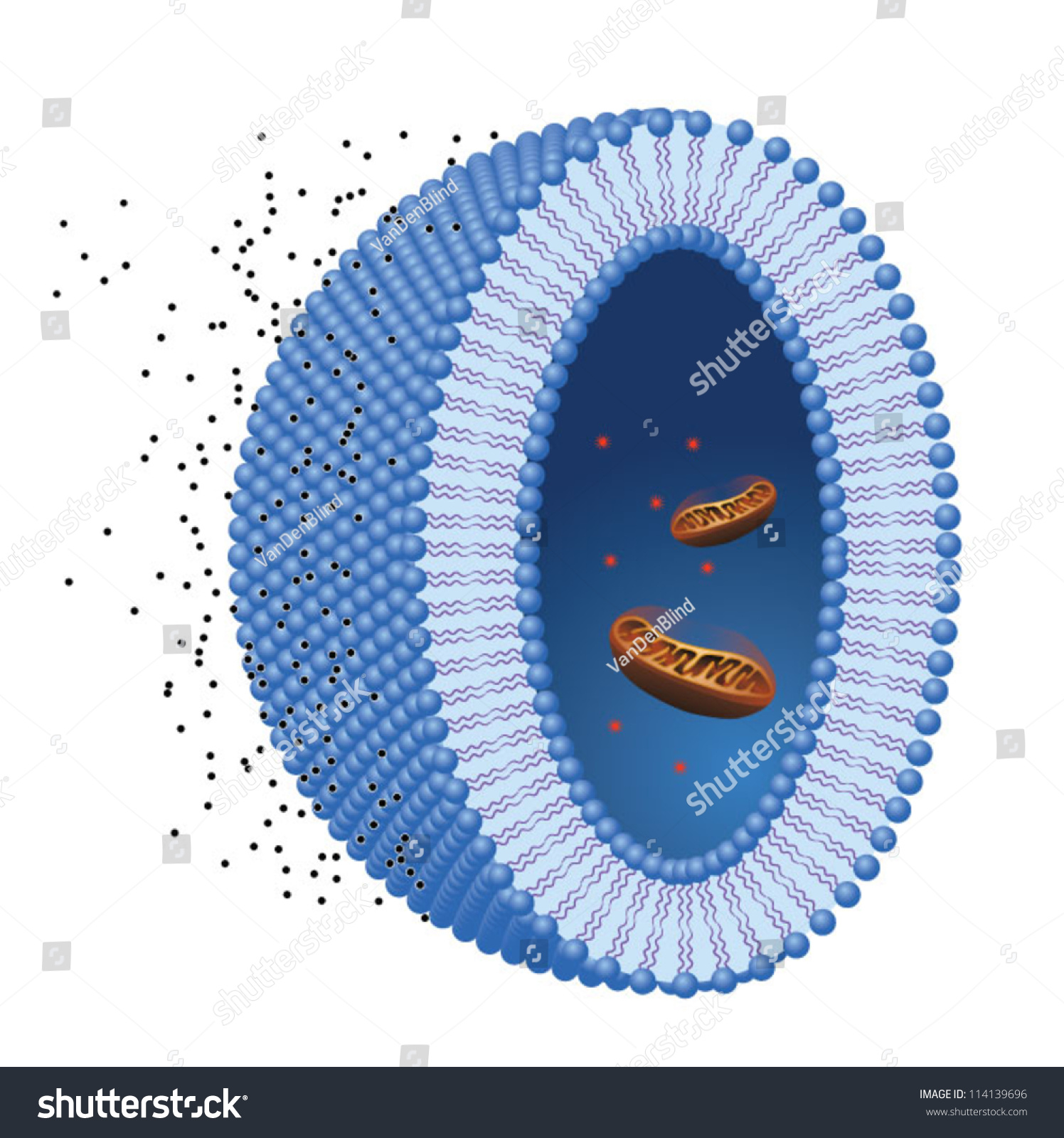 Cell Cross Section With Mitochondria Stock Vector Illustration ...