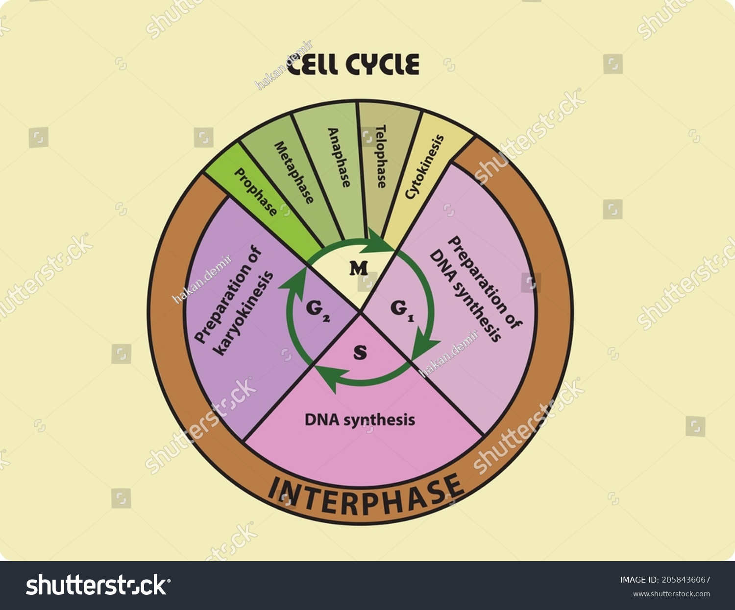 Cell Cycle Diagram Phases Mitosis Stock Vektor Royaltyfri 2058436067 