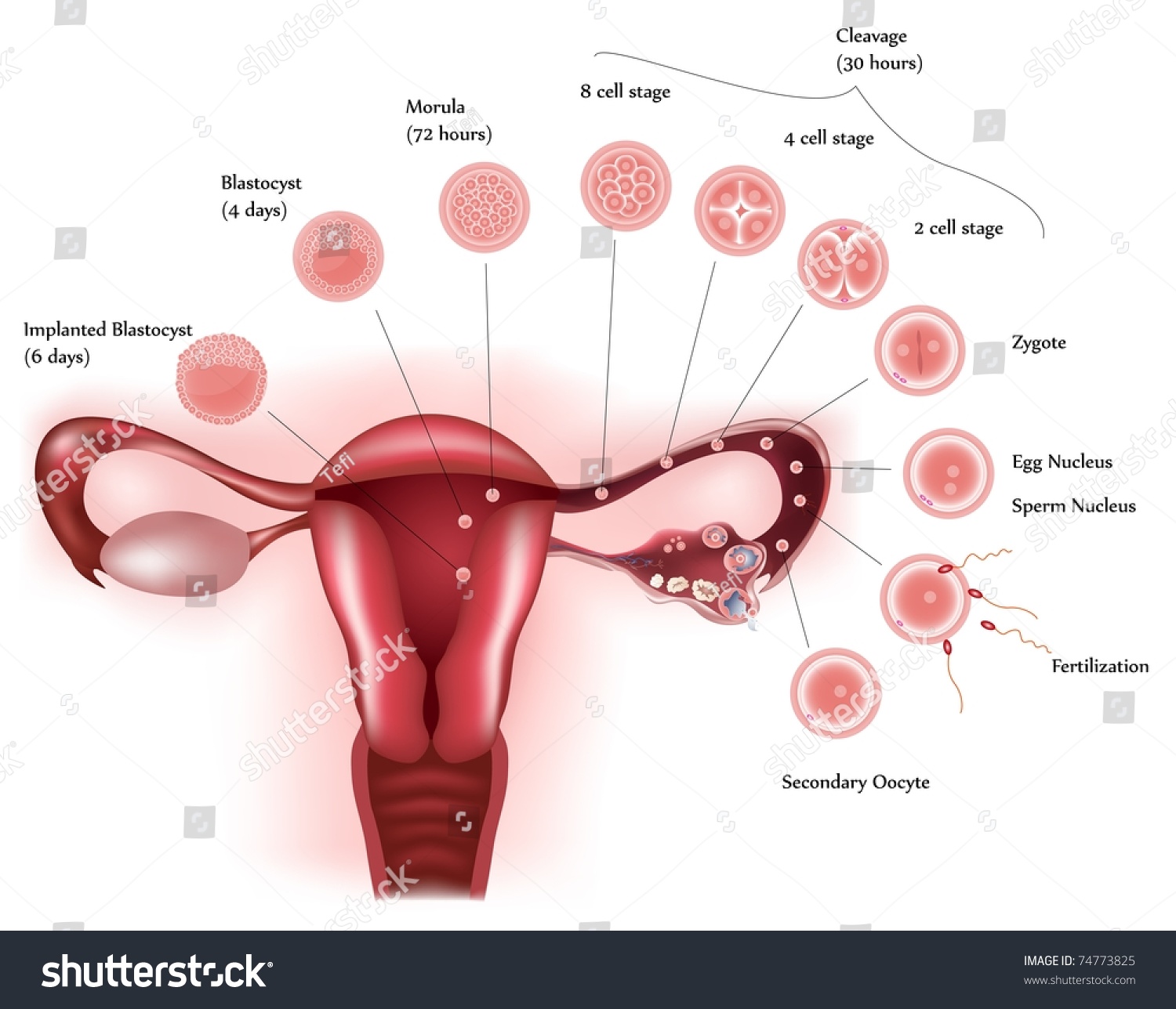 Cell Development Female Reproductive System Showing Stock Vector Royalty Free 74773825 