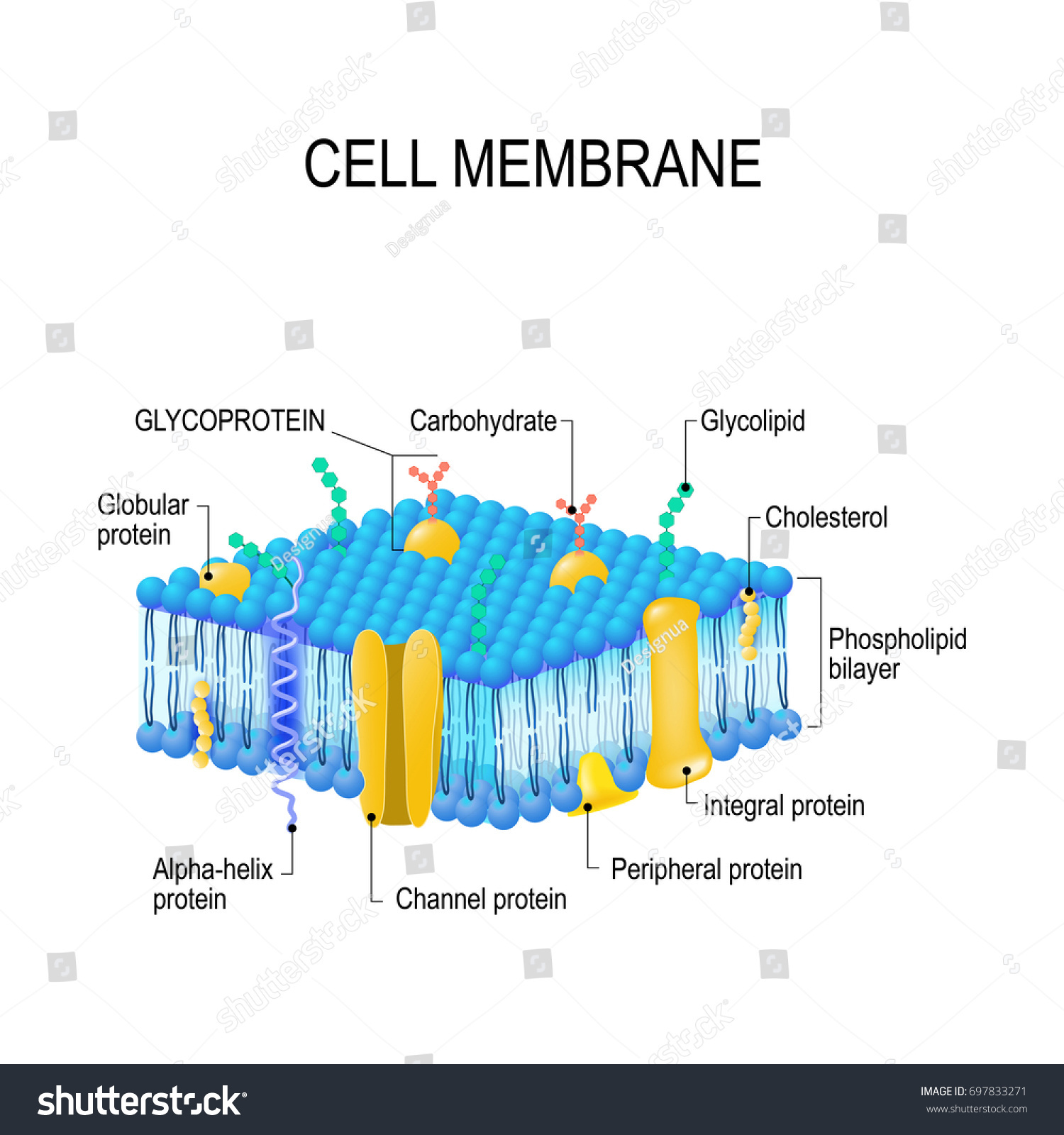 cell membrane detailed diagram models membrane のベクター画像素材