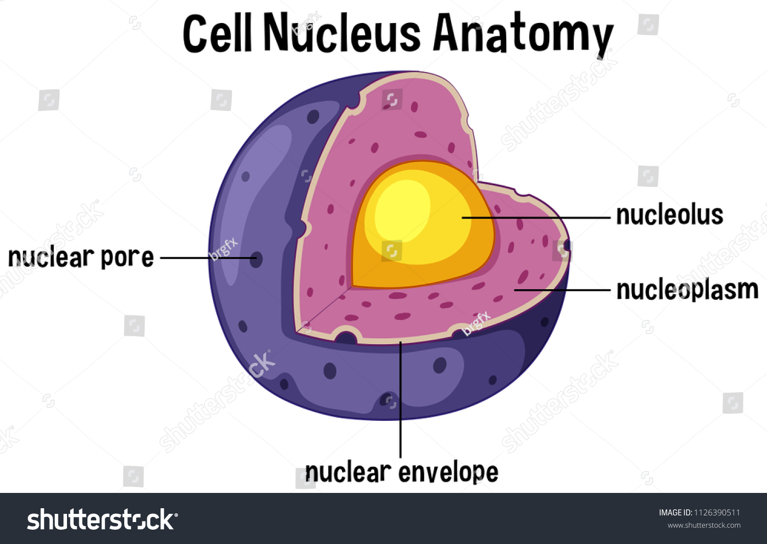 Anatomy Of A Cell Nucleus