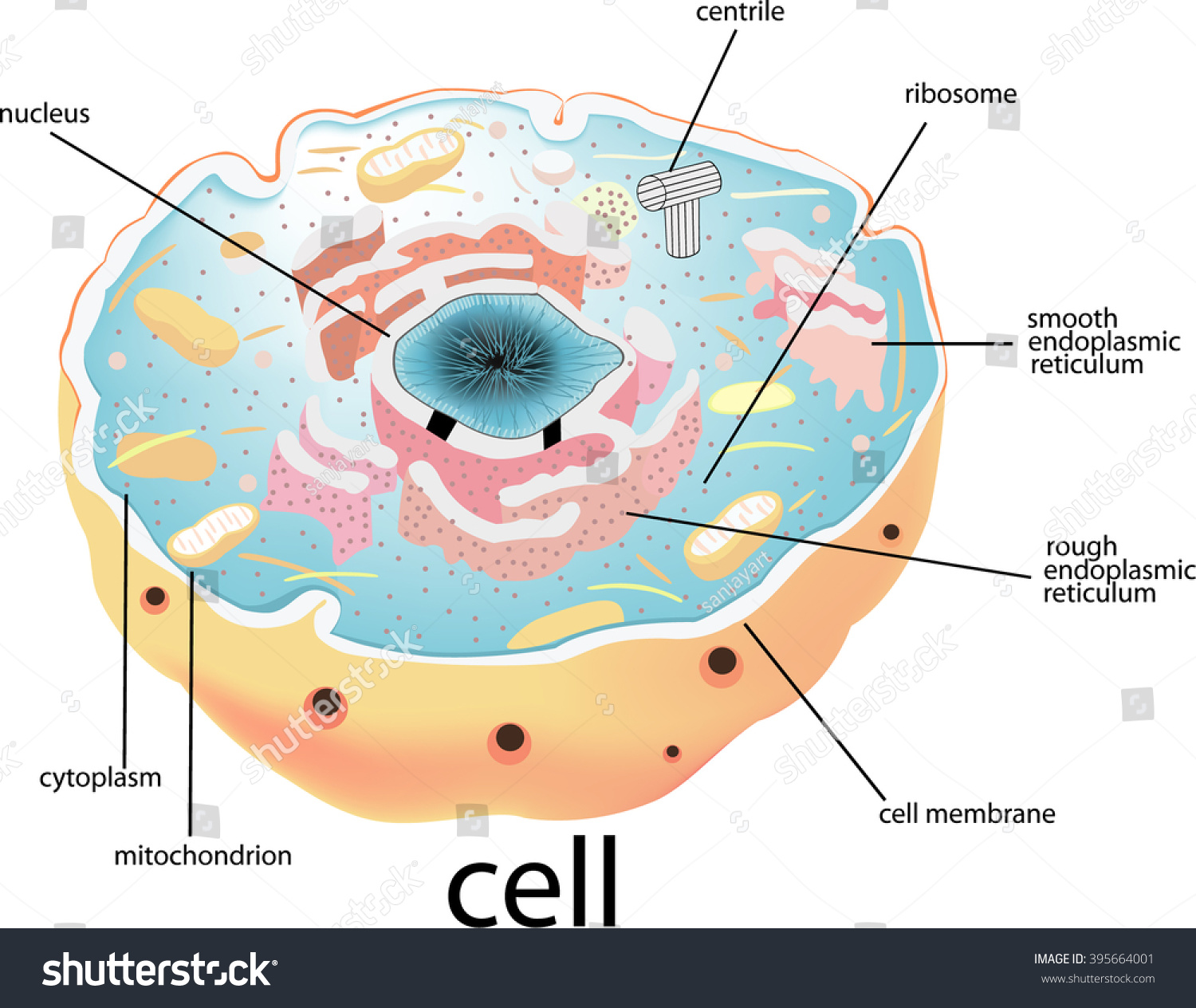 Cell Nucleus cell Nucleus All Elements Stock Vector 395664001 ...