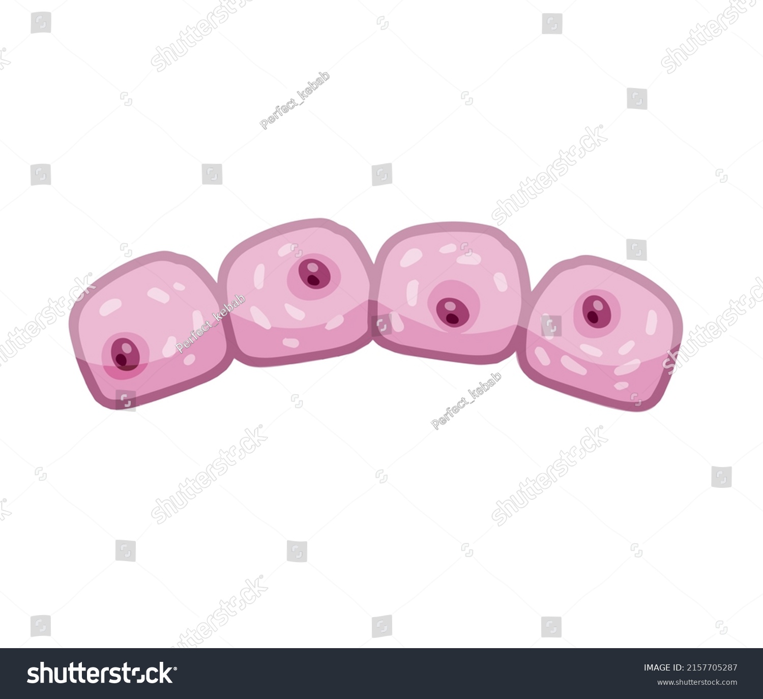 Cell Human Organism Skin System Layer Stock Vector (Royalty Free ...