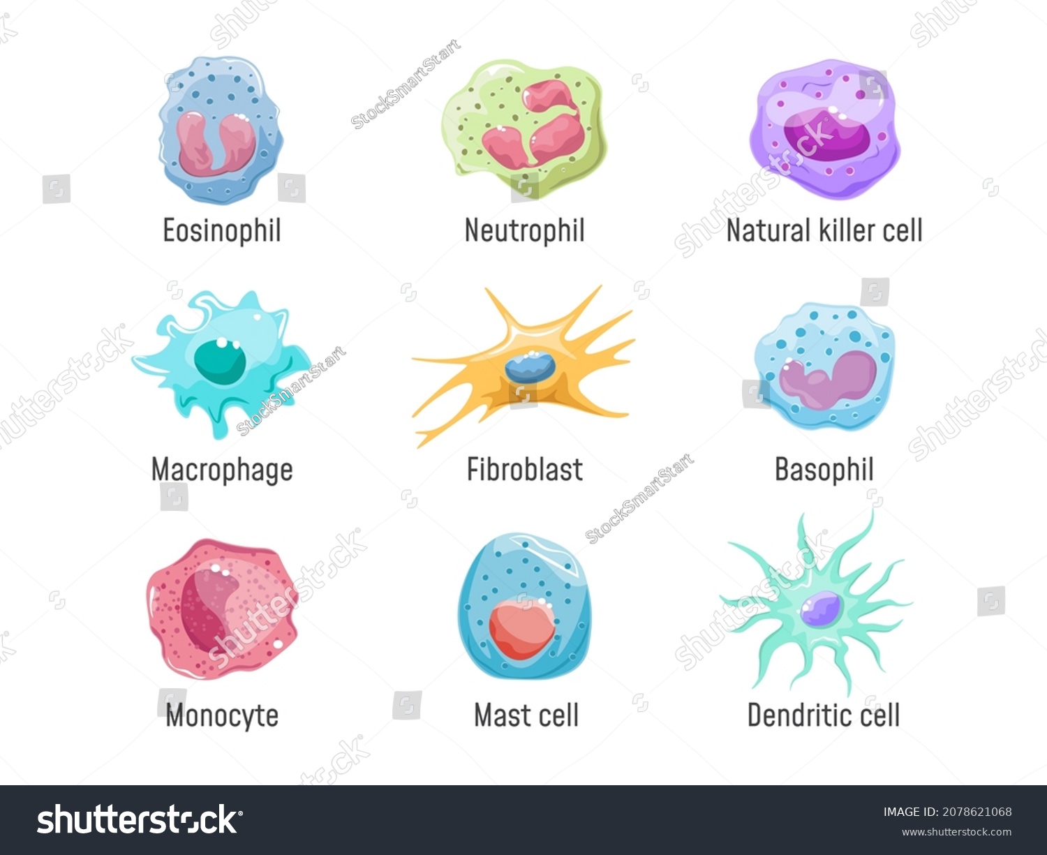 2,027 Macrophages, lymphocytes Images, Stock Photos & Vectors ...