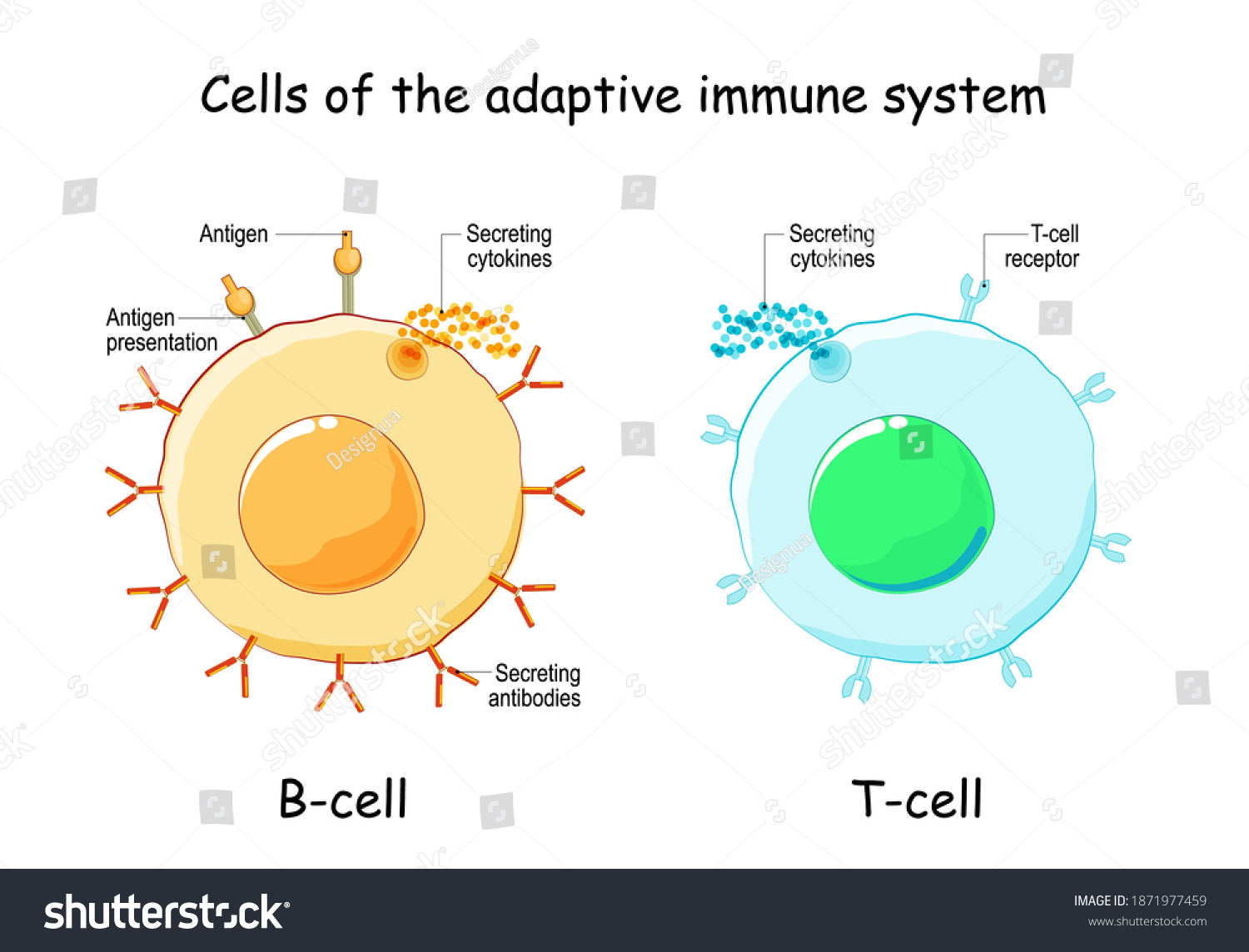 Lymphocytic Images, Stock Photos & Vectors | Shutterstock