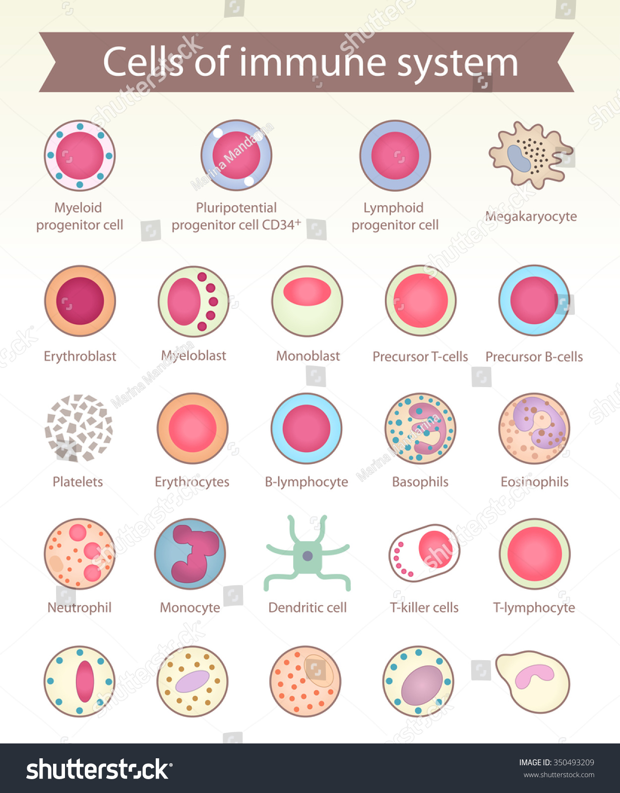 Cells Of Immune System. Medical Benefit, The Study Of Immunology ...