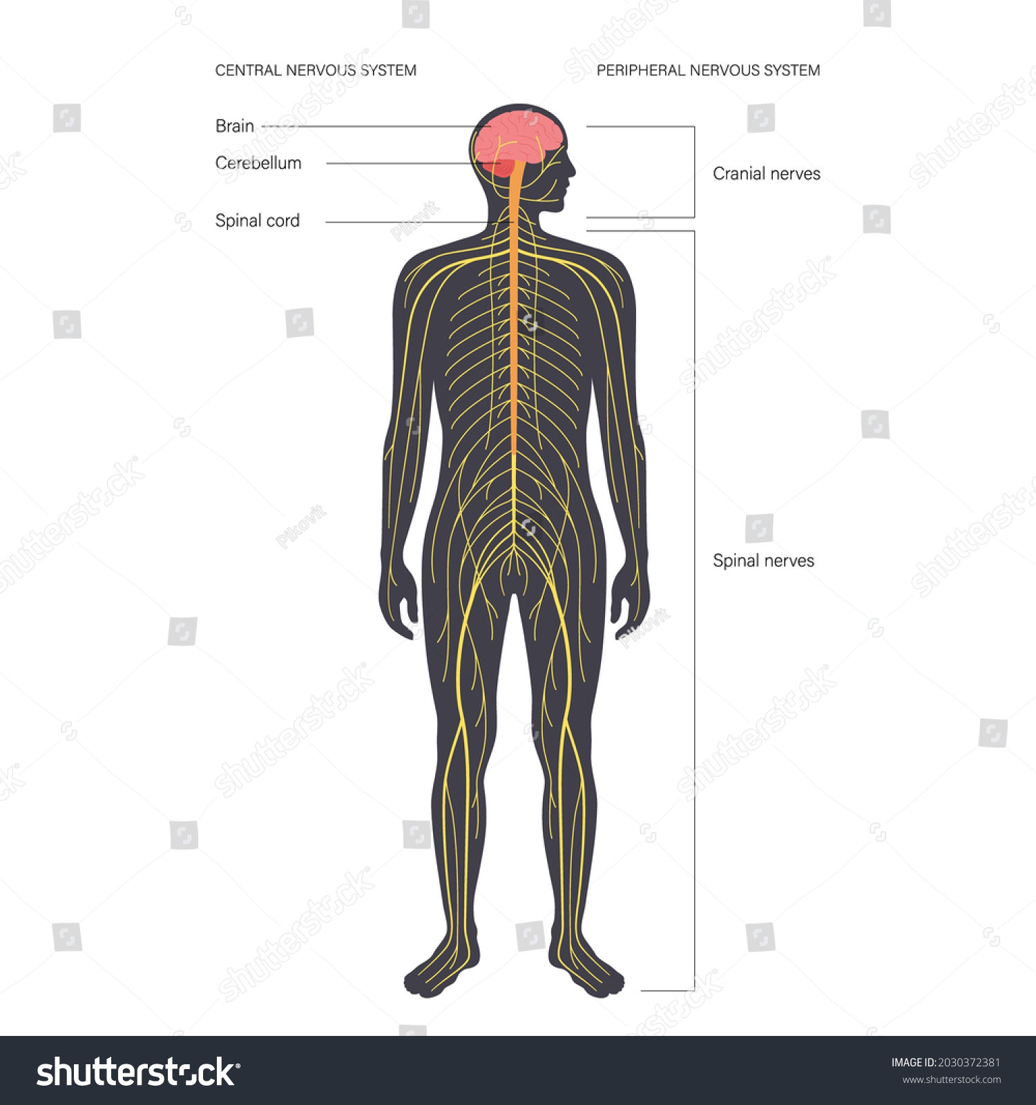 Central Nervous System Anatomical Diagram Nerves Stock Vector (Royalty ...