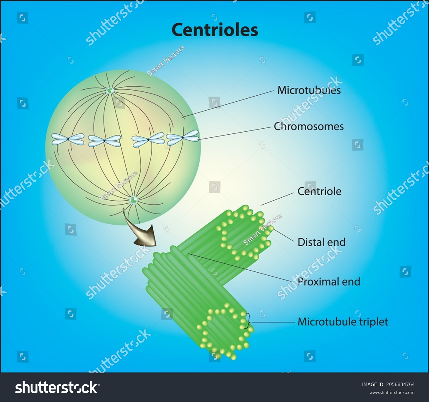 Centrioles Cell Division Stage Stock Vector (Royalty Free) 2058834764