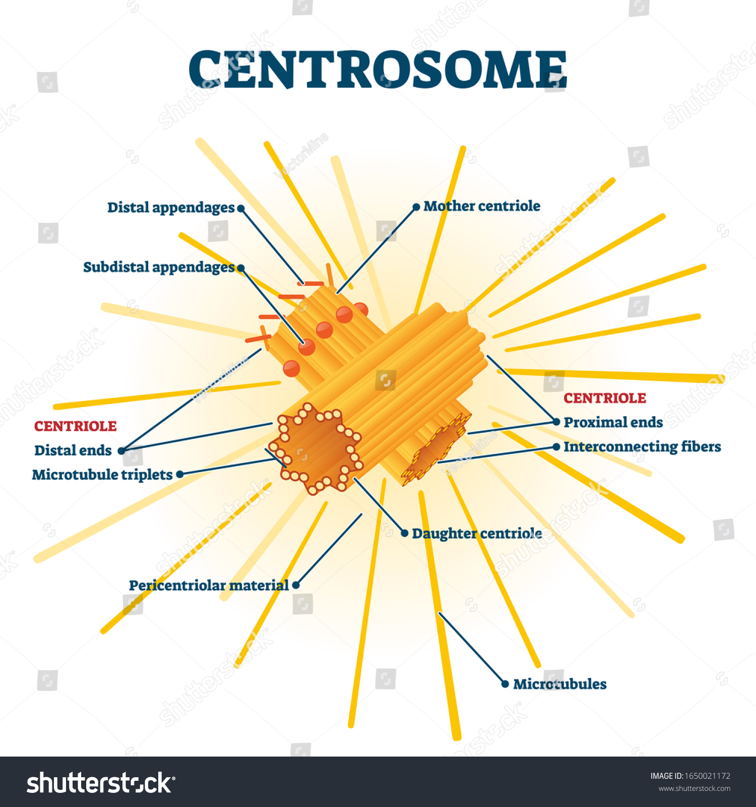 Centrosome Billeder, Stock-fotos Og -vektorer | Shutterstock