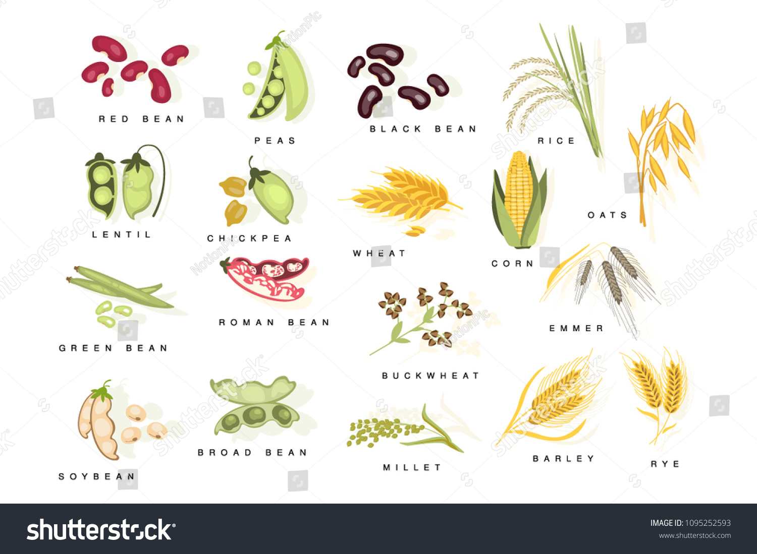 Cereal Plants Names Set Stock Vector (Royalty Free) 1095252593