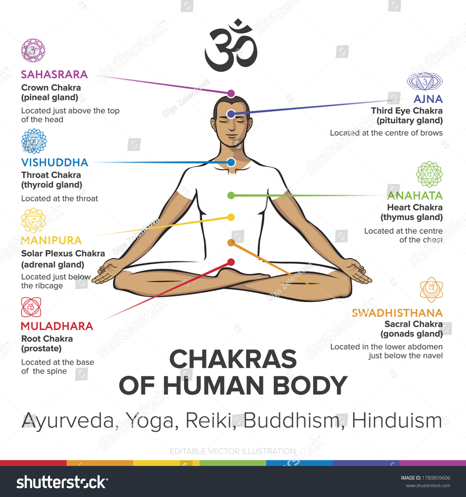 Chakras System Gonads Human Body Used Stock Vector (Royalty Free ...