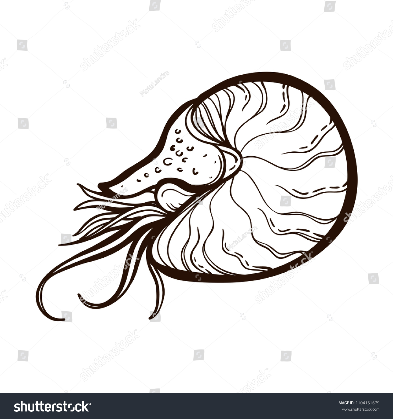 SVG of Chambered Nautilus (Nautilus Pompilius) isolated on white background. Pearly shell ocean mollusk. Cephalopods with a prominent head and tentacle. Coloring book for adults svg