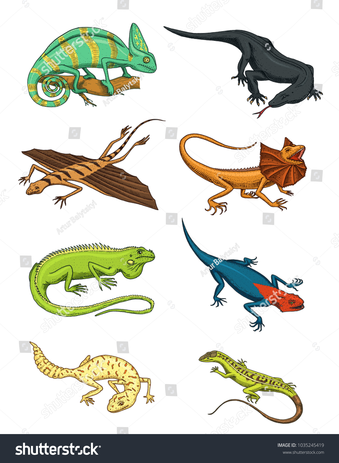 Chameleon Lizard Green Iguana Komodo Dragon Stock Vector (Royalty Free ...