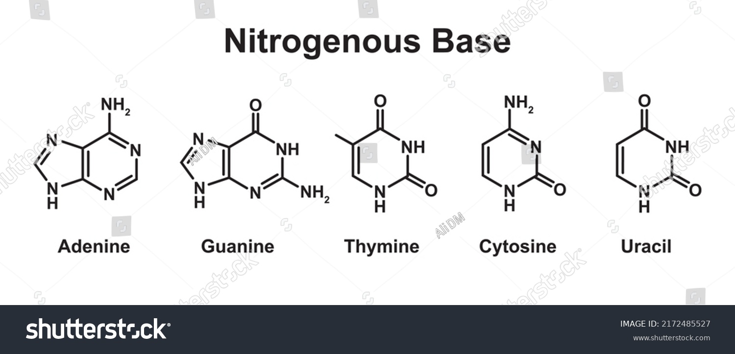 Chemical Illustration Nitrogenous Base Molecules Types Stock Vector Royalty Free 2172485527 0337