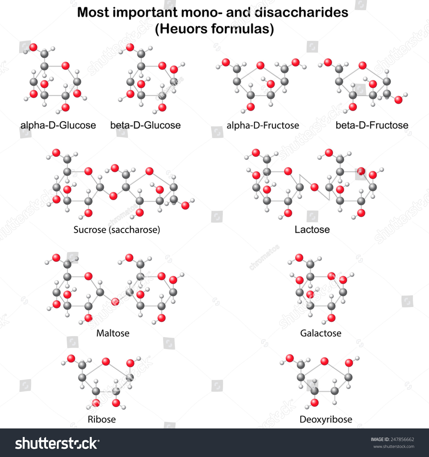 symbol alpha glucose Shutterstock Stock 247856662  Mono Vector Disaccharides  Main Glucose