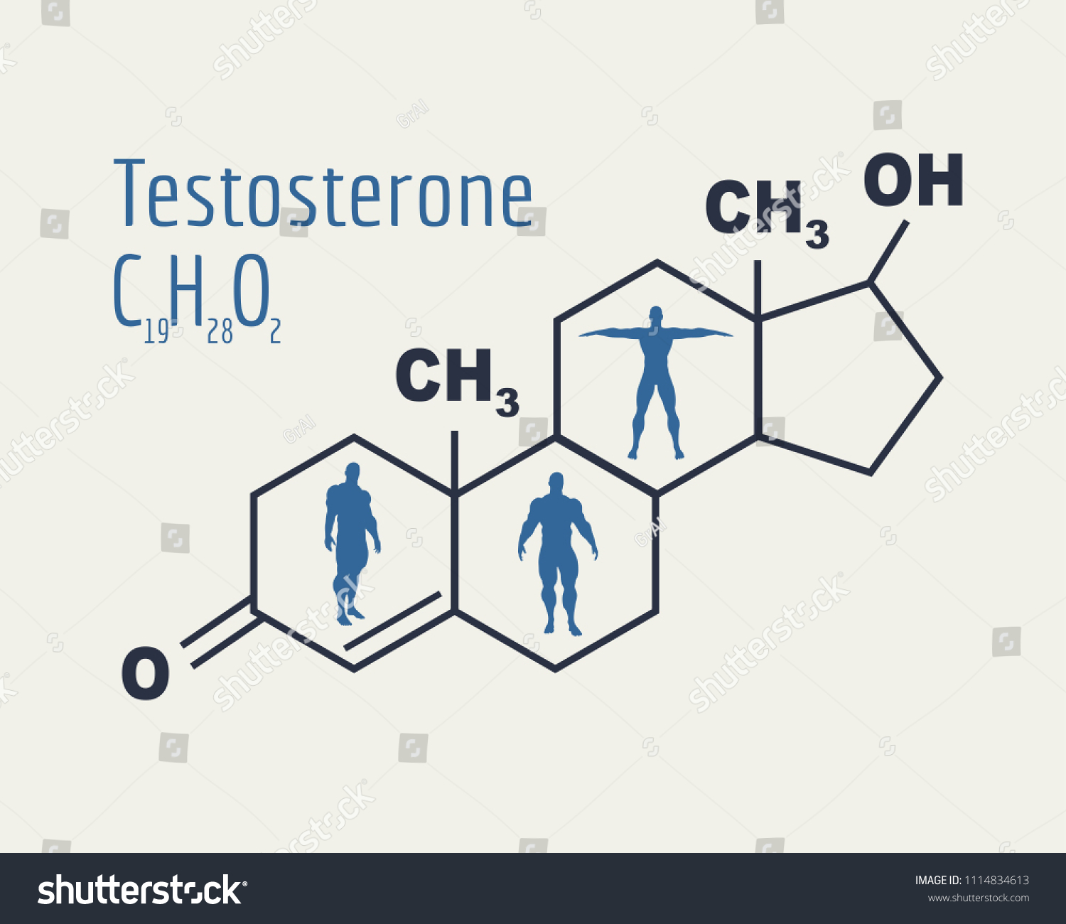 Chemical Molecular Formula Hormone Testosterone Infographics เวกเตอร์