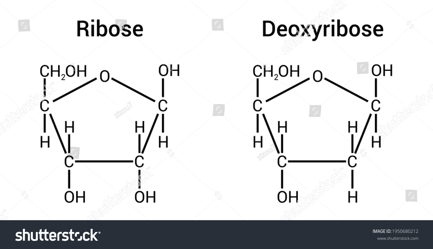 Ribose Images Stock Photos Vectors Shutterstock