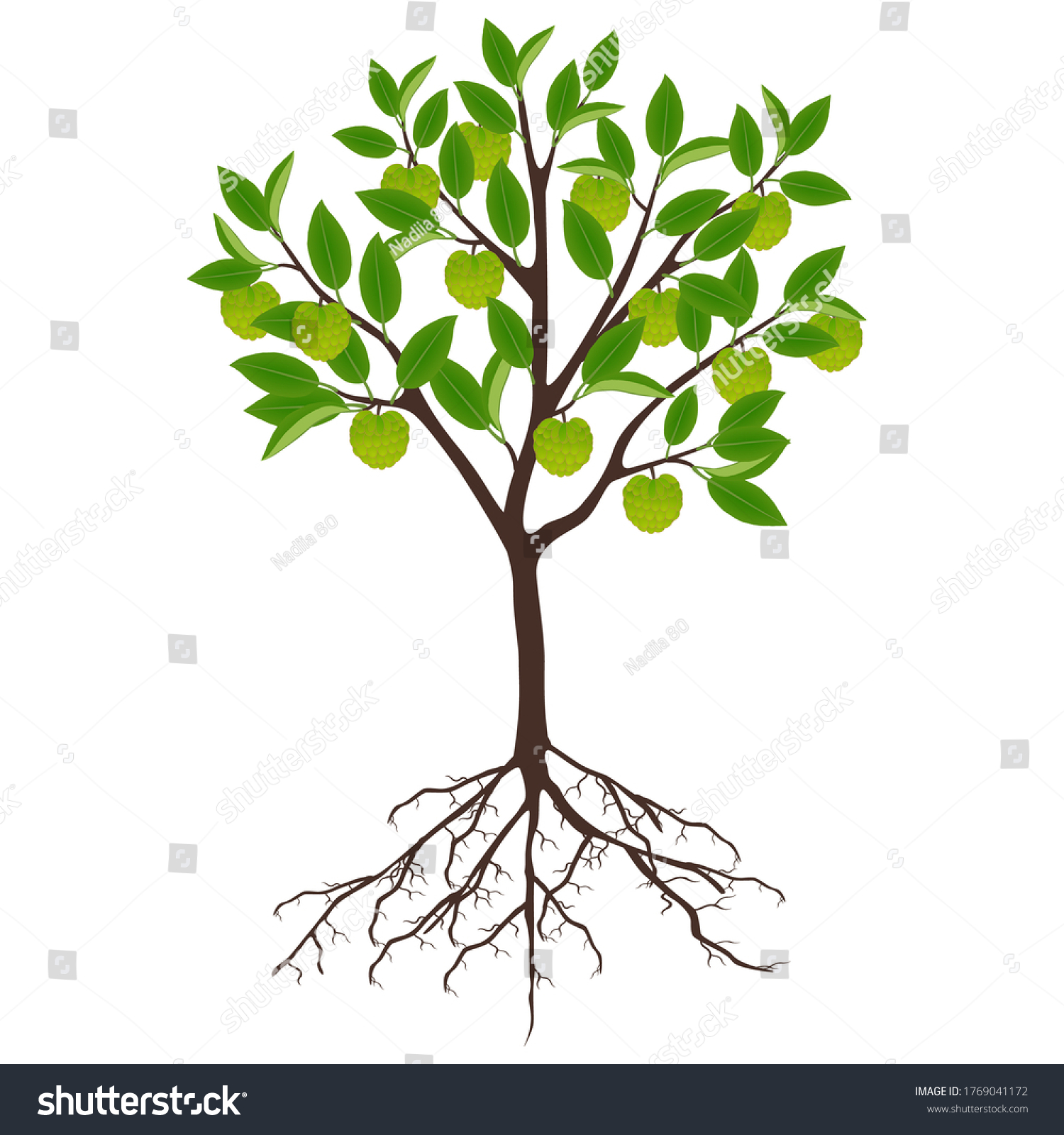 Cherimoya Annona Cherimola Tree Roots On Stock Vector (Royalty Free ...