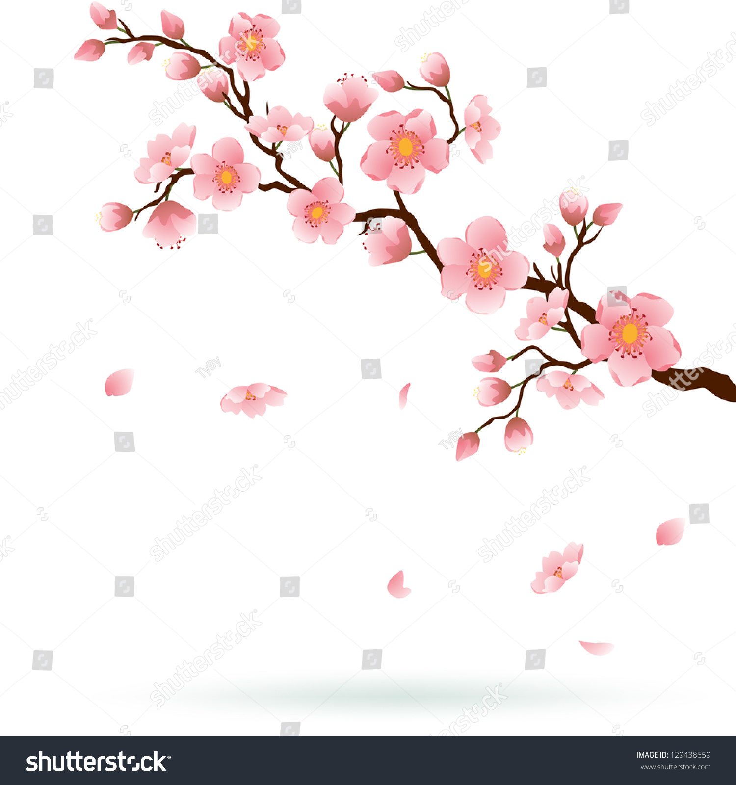 Cherry Blossom Branch With Falling Petals Isolated On White. Space For ...