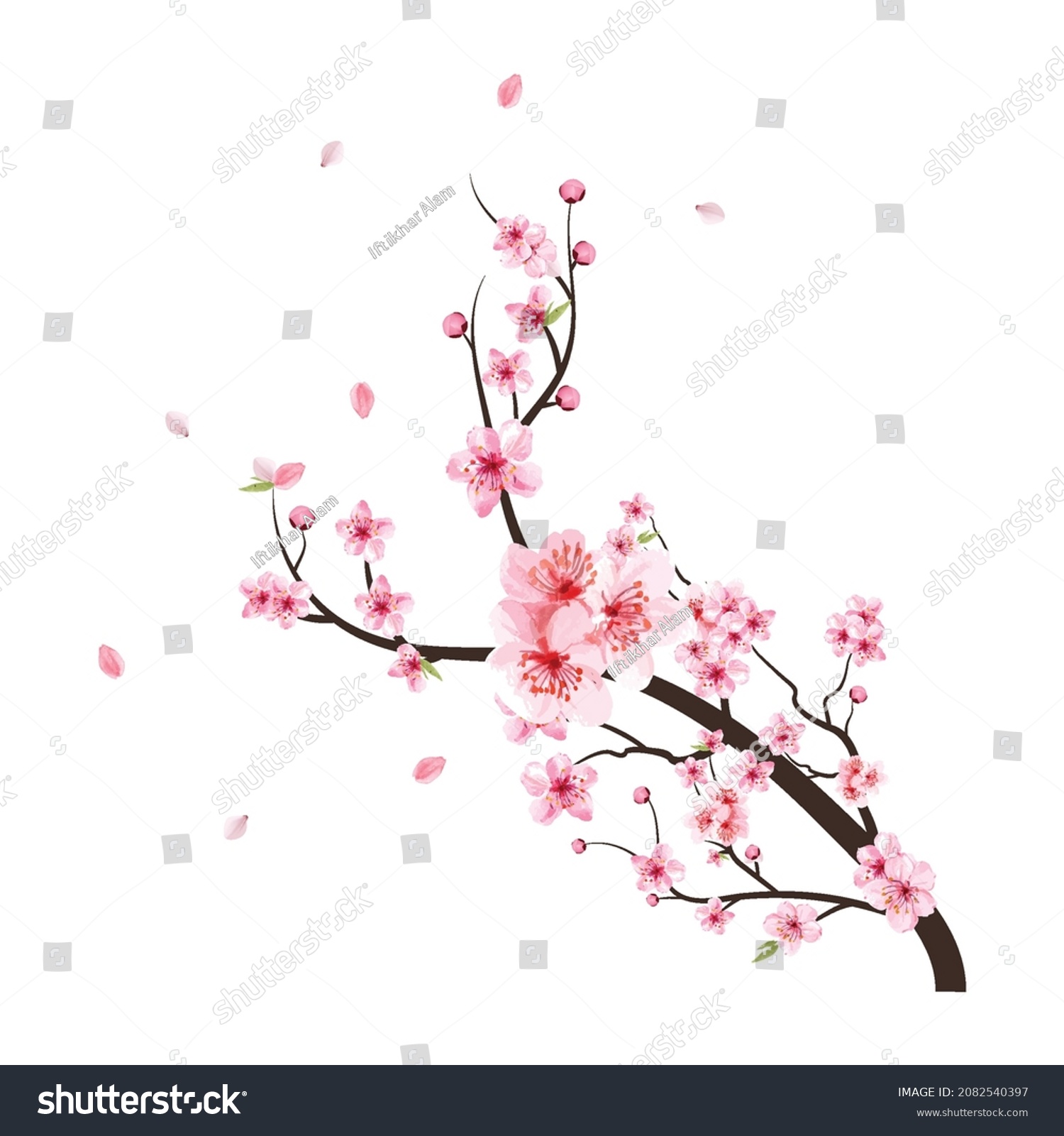 Cherry Blossom Watercolor Sakura Flower Branch Stock Vector (Royalty ...