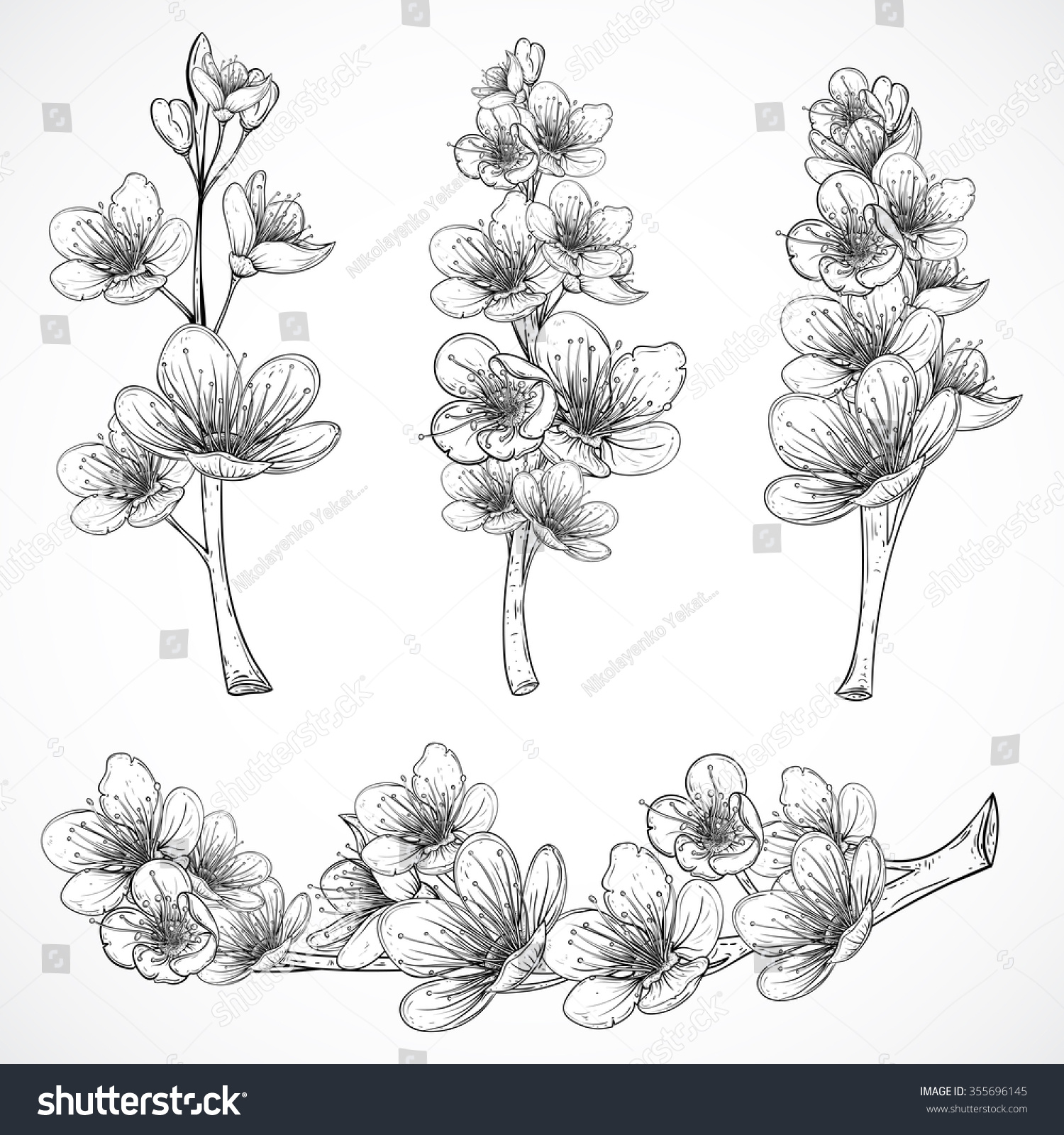 Cherry Tree Blossom Vintage Black White Stock Vector (royalty Free 