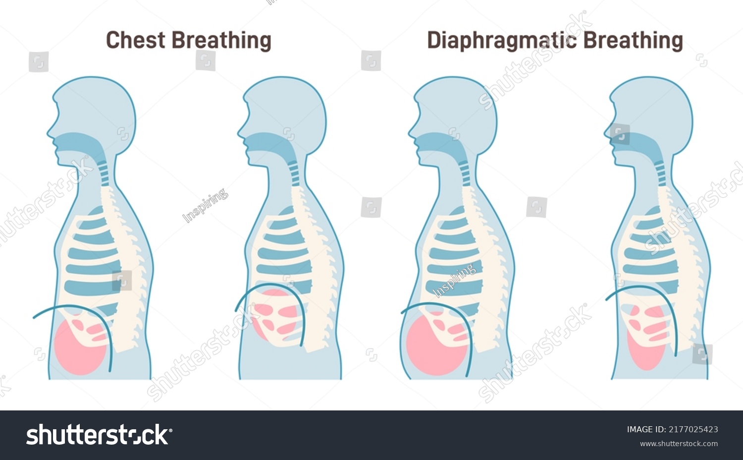 Chest Diaphragmatic Breathing Types Anatomical Mechanism Stock Vector ...