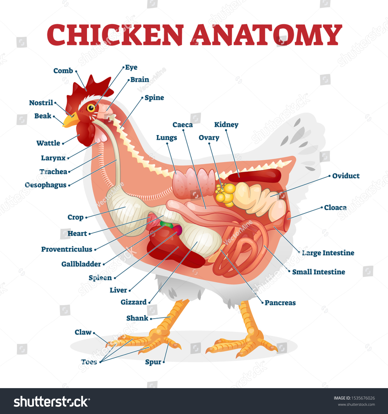 鶏の解剖学のベクターイラスト ラベルと生体内臓の仕組み 鳥の骨 消化器系 内部構造を持つ動物図 教育的に健康な鶏のx線写真を側面から見ると のベクター画像素材 ロイヤリティフリー