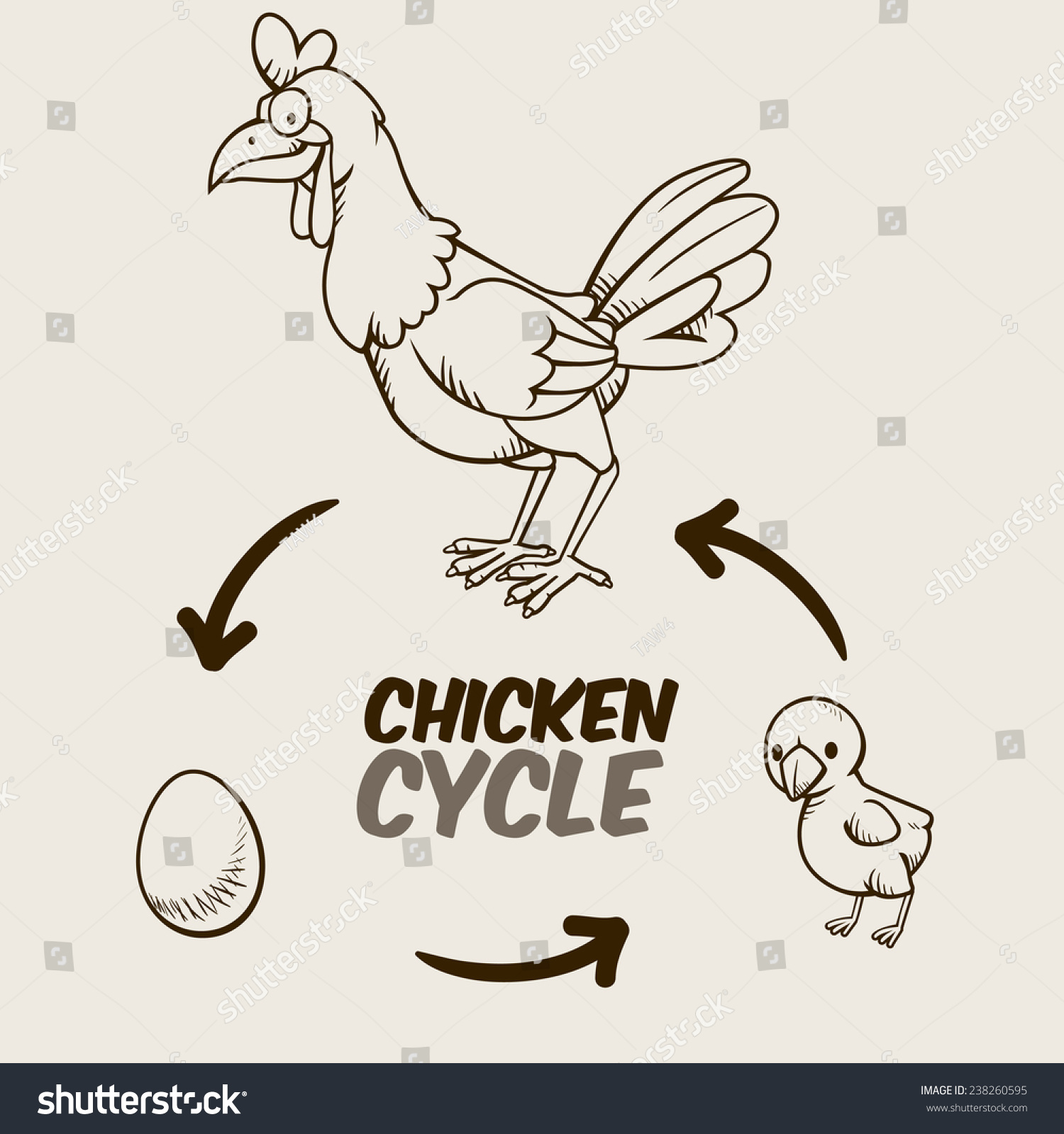 Chicken Cycle Stock Vector (Royalty Free) 238260595 | Shutterstock