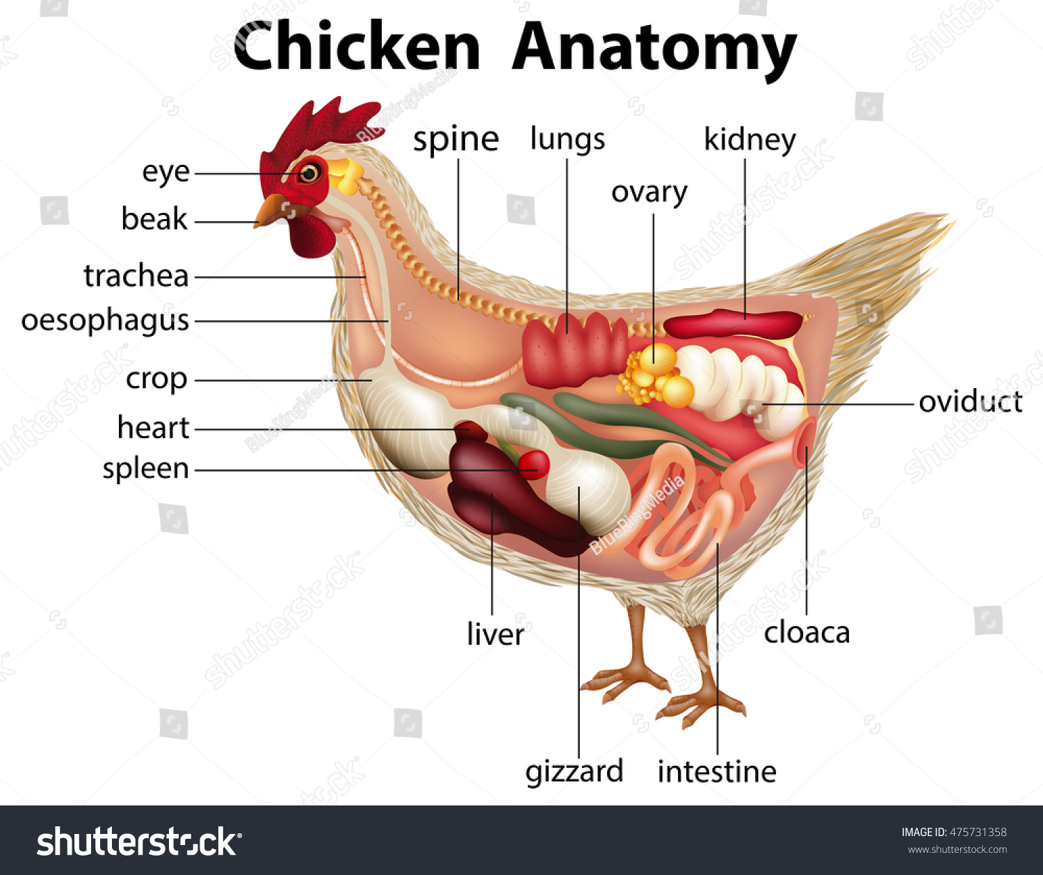 鶏の解剖学のベクターイラスト ラベルと生体内臓の仕組み 鳥の骨 消化器系 内部構造を持つ動物図 教育的に健康な鶏のx線写真を側面から見ると のベクター画像素材 ロイヤリティフリー Shutterstock