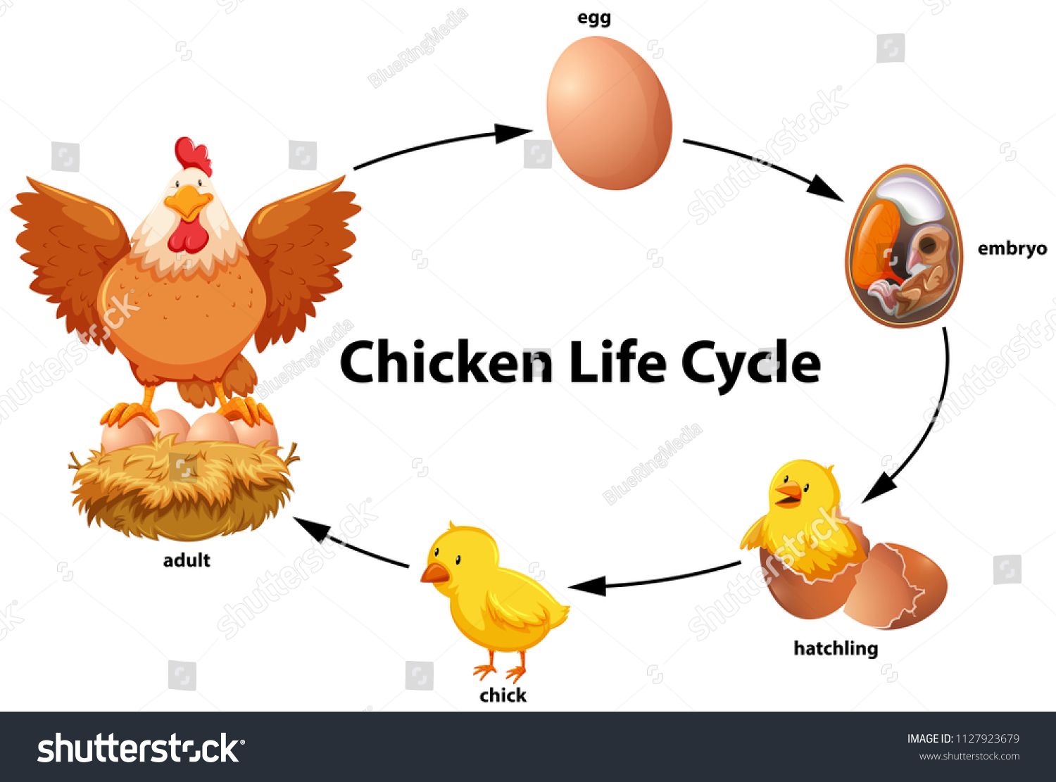 475 Life cycle hen Images, Stock Photos & Vectors | Shutterstock